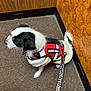 Meeko is registered to the contest to win money with this photo: dog, support_animal, harness, leash, carpet, wall, corner, black_and_white, small_dog, pet, indoor, clothing, animal, fur, canine, sitting, looking_away, paw_prints, texture, resting