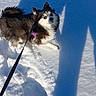 Mia joined the competition — help win amazing prizes! dog, snow, leash, shadow, winter, outdoor, pet, walking, cold, fur, animal, canine, daylight, footprint, nature, playful, companion, frozen, black_and_white, curious