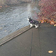 Mia joined the competition — help win amazing prizes! dog, river, water, leaves, autumn, pavement, path, harness, nature, outdoor, trees, bushes, animal, pet, walk, leash, fall, scenic, quiet, daytime