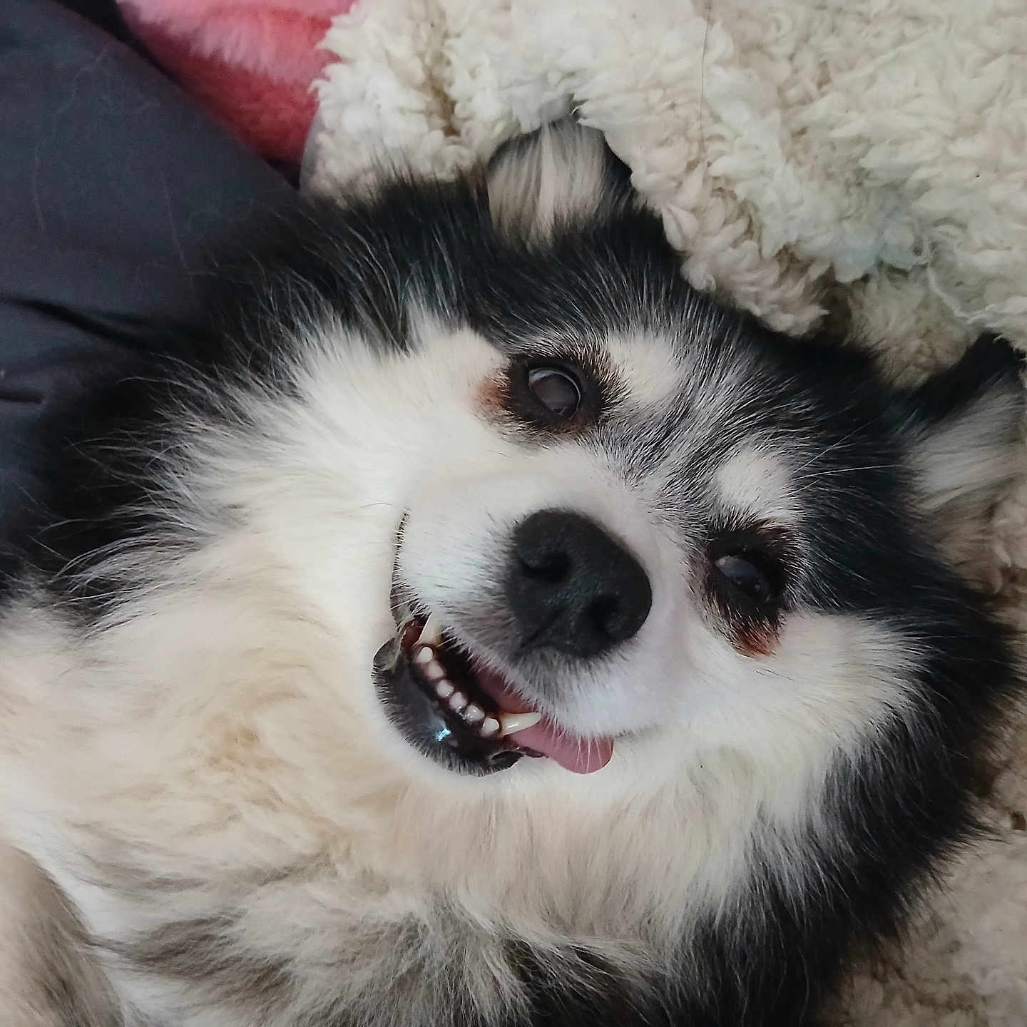 Mia is registered to the contest to win money with this photo: dog, fluffy, smiling, tongue_out, blanket, cozy, pet, fur, cute, lying_down, happy, indoors, closeup, face, black_and_white, canine, relaxed, snout, ears, teeth