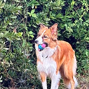 Juna participe au concours pour gagner de l'argent avec cette photo : alert, animal, backyard, ball, bushes, canine, dog, fluffy, foliage, garden, greenery, long_hair, nature, orange_and_white, outdoors, pet, playful, portrait, standing, toy