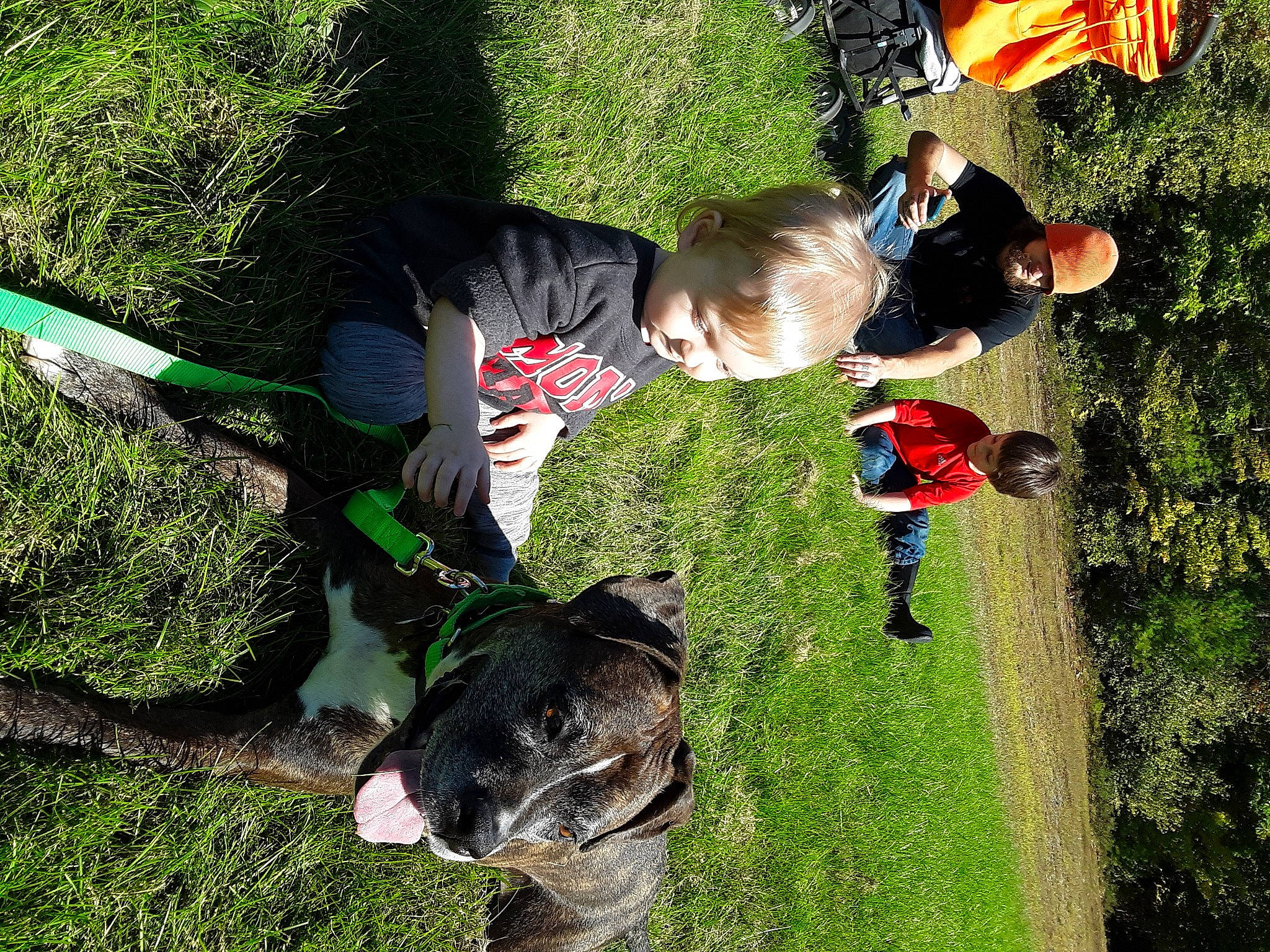 Dutchess joined the competition — help win amazing prizes! baby, canidae, carnivore, dog, dog_breed, flag, grass, grass_family, human, hunting_dog, lawn, leash, people_in_nature, play, shadow, snout, sporting_group, toddler, working_animal, working_dog