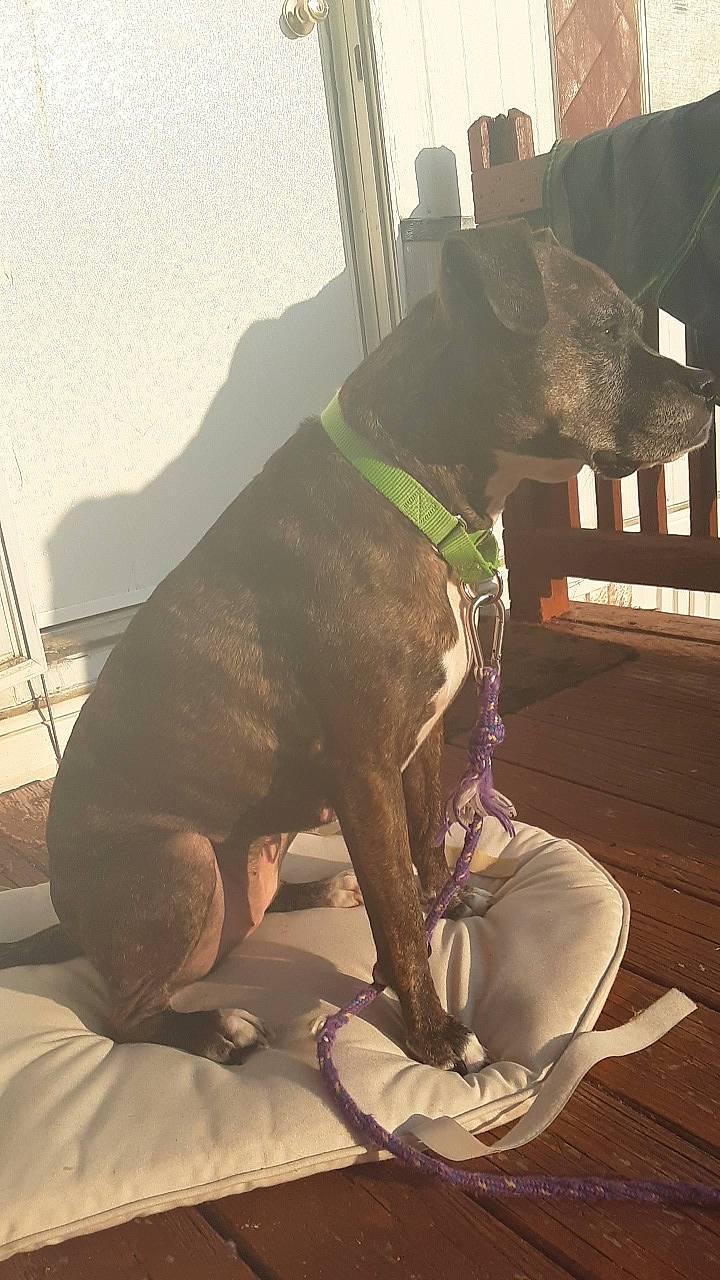 Dutchess is registered to the contest to win money with this photo: canidae, carnivore, collar, companion_dog, dog, dog_breed, dog_collar, dog_supply, guard_dog, liver, pet_supply, snout, sporting_group, tail, working_animal, working_dog