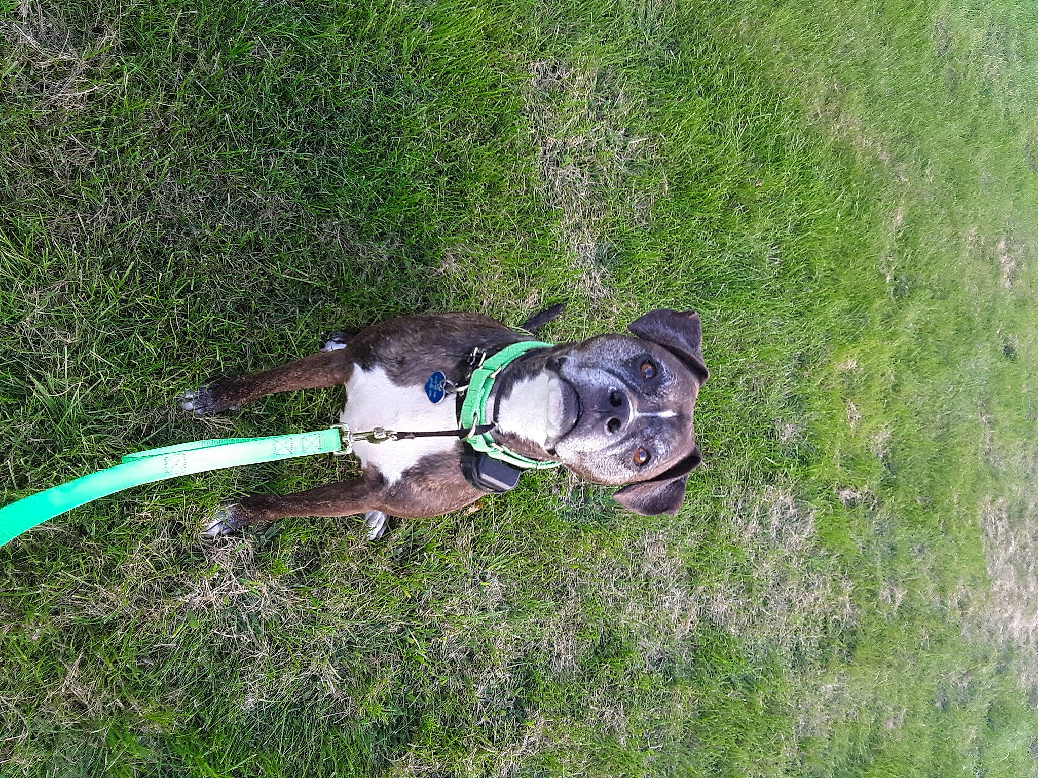 Dutchess joined the competition — help win amazing prizes! canidae, carnivore, collar, companion_dog, dog, dog_breed, dog_collar, dog_supply, grass, grass_family, groundcover, hunting_dog, lawn, leash, pet_supply, prairie, snout, sporting_group, tail, working_animal