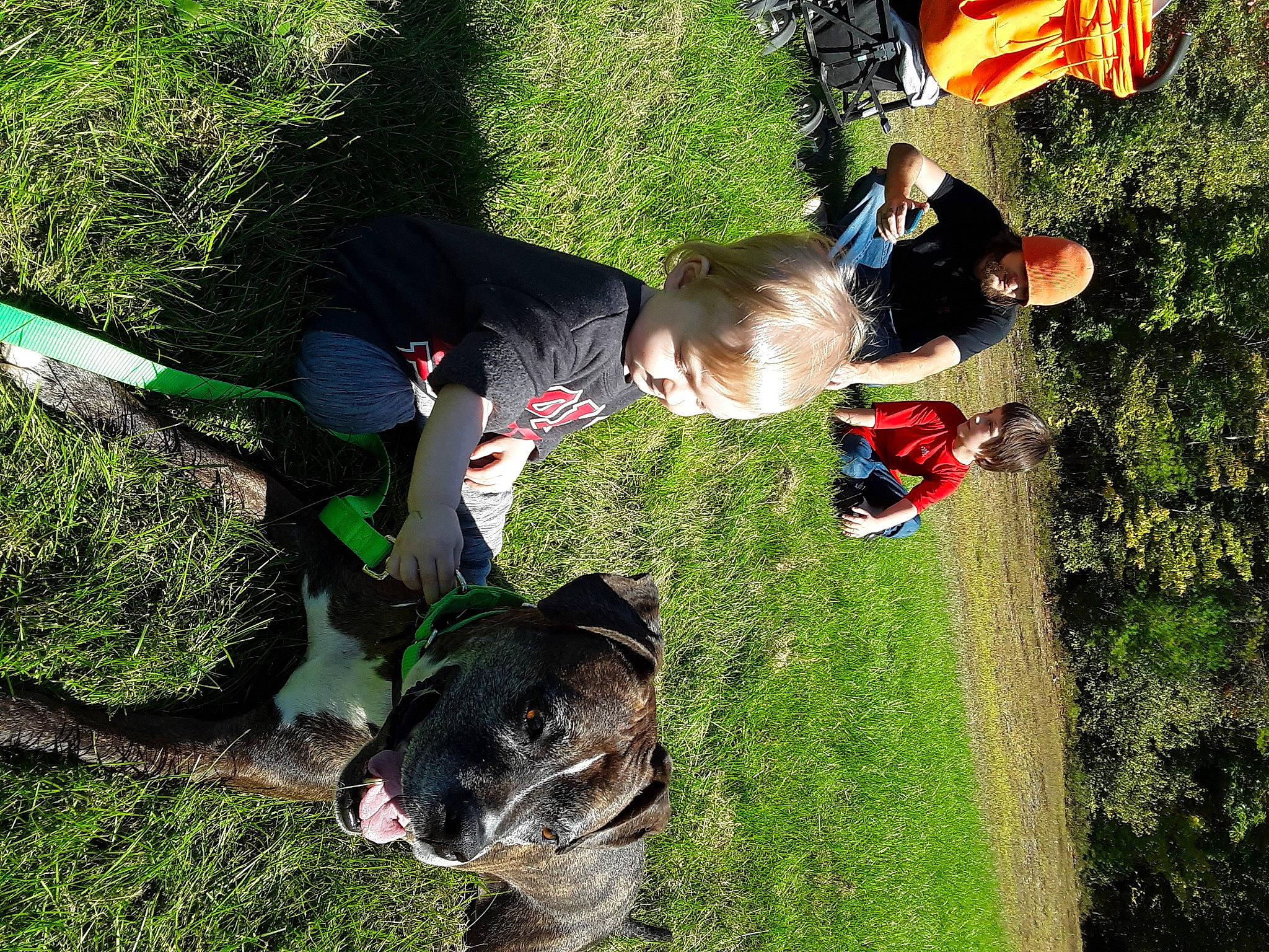 Dutchess joined the competition — help win amazing prizes! canidae, carnivore, collar, companion_dog, dog, dog_breed, flag, garden, grass, grass_family, human, hunting_dog, lawn, leash, mammal, people_in_nature, play, sporting_group, working_animal, working_dog