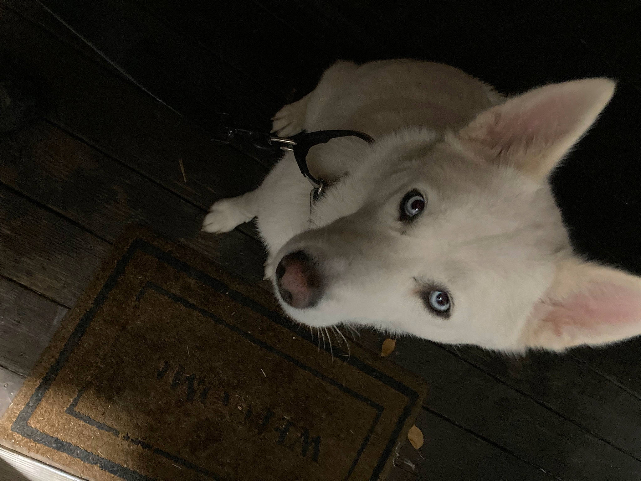 Kya is registered to the contest to win money with this photo: canidae, canis, carnivore, companion_dog, dog, dog_breed, fawn, flooring, fur, hardwood, jaw, non_sporting_group, plank, snout, sporting_group, tail, whiskers, wood, working_animal, working_dog