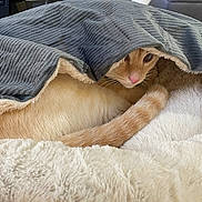Ember joined the competition — help win amazing prizes! cat, orange_cat, blanket, fur, cozy, indoor, pet, resting, curled_up, soft_texture, fur_texture, sleepy, animal, cute, comfort, feline, home, relaxation, hidden, peeking
