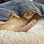 cat, orange_cat, blanket, fur, cozy, indoor, pet, resting, curled_up, soft_texture, fur_texture, sleepy, animal, cute, comfort, feline, home, relaxation, hidden, peeking