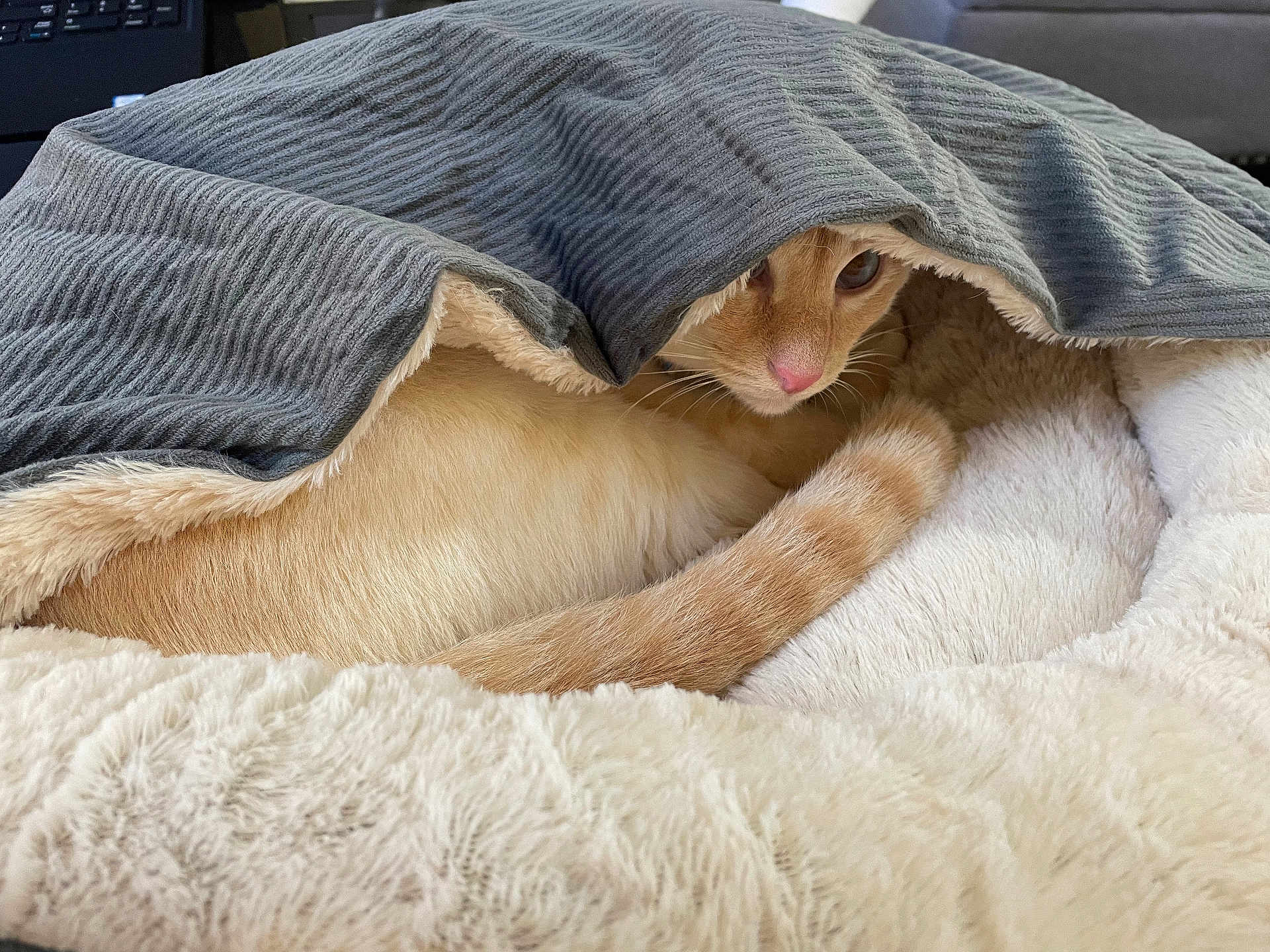 Ember joined the competition — help win amazing prizes! cat, orange_cat, blanket, fur, cozy, indoor, pet, resting, curled_up, soft_texture, fur_texture, sleepy, animal, cute, comfort, feline, home, relaxation, hidden, peeking