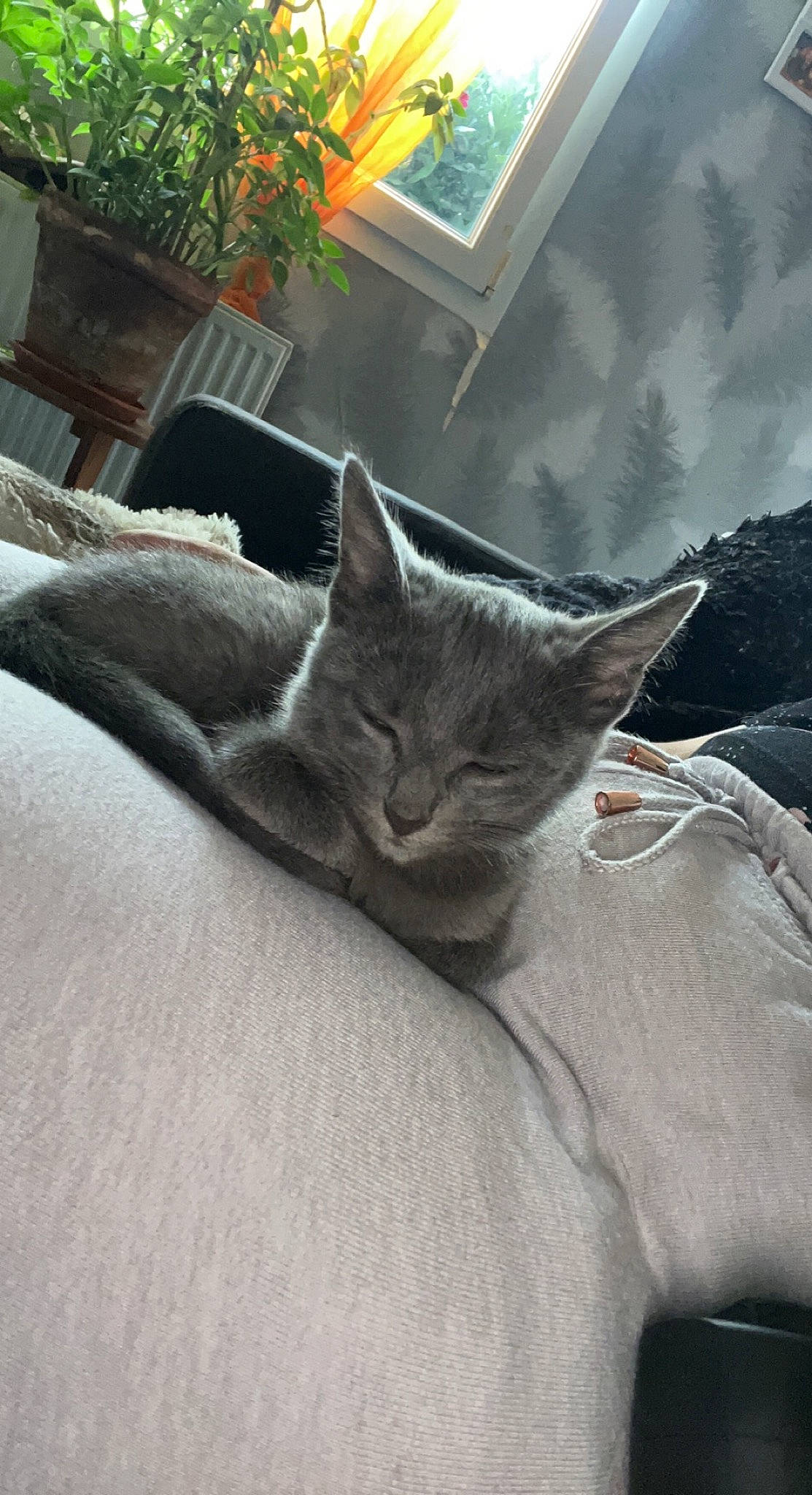 Bella participe au concours pour gagner de l'argent avec cette photo : carnivore, cat, comfort, domestic_short_haired_cat, felidae, flowerpot, fur, grey, houseplant, linens, nap, plant, room, russian_blue, small_to_medium_sized_cats, snout, tail, tree, whiskers, window