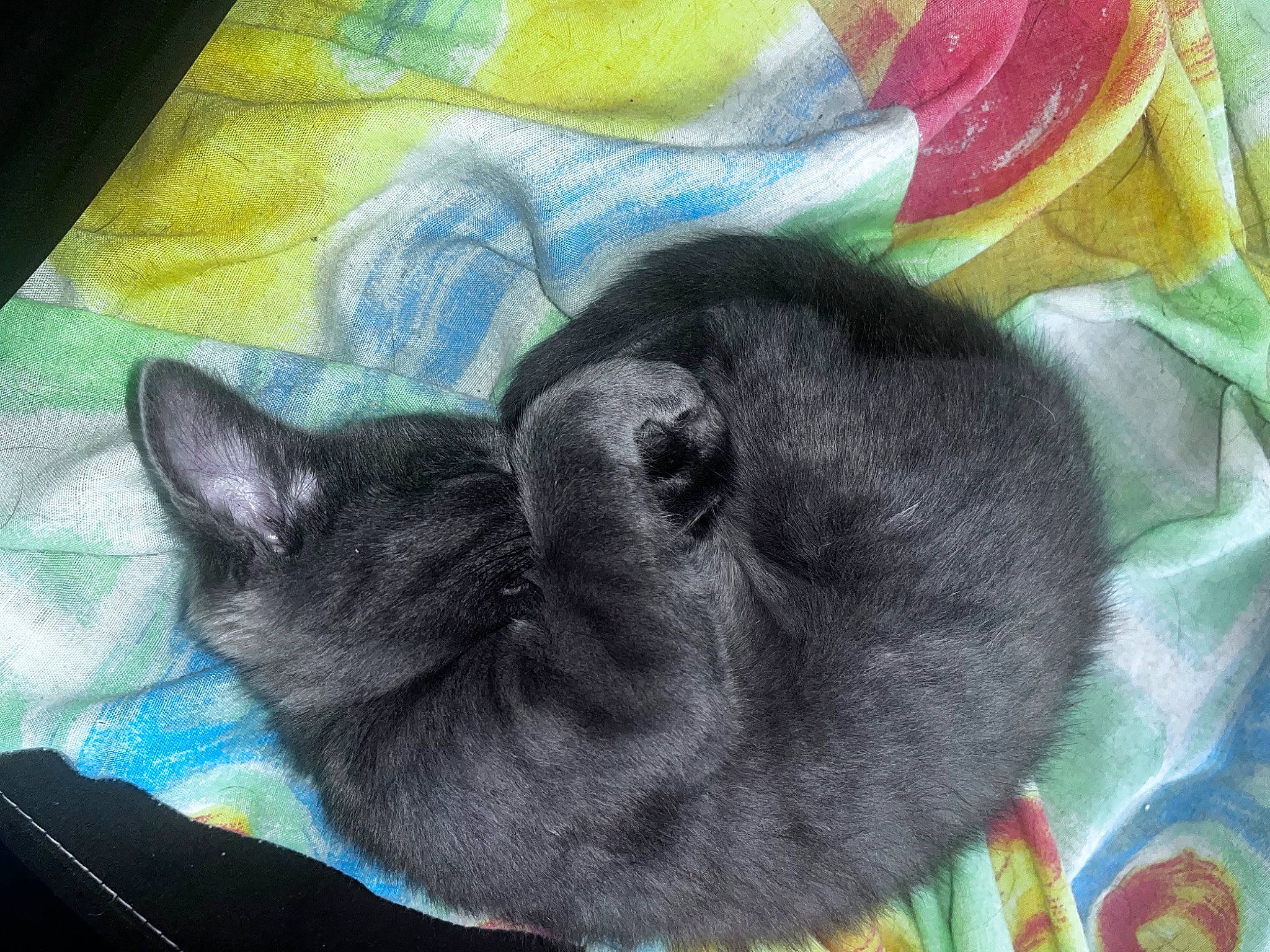 Bella participe au concours pour gagner de l'argent avec cette photo : art, black_cat, carnivore, cat, comfort, dog_breed, domestic_short_haired_cat, drawing, fawn, felidae, fur, illustration, linens, paint, painting, small_to_medium_sized_cats, snout, tail, visual_arts, whiskers