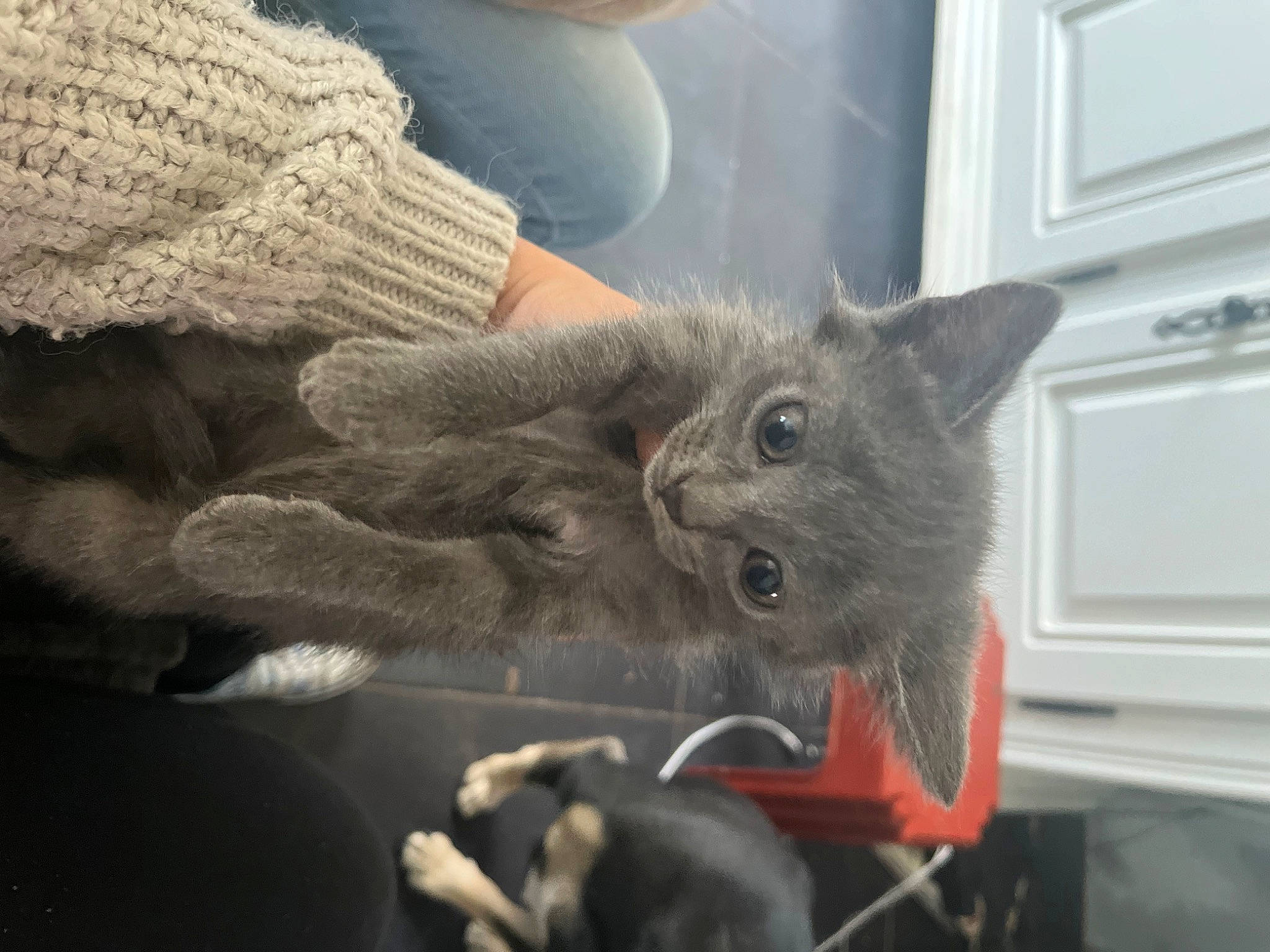 Bella participe au concours pour gagner de l'argent avec cette photo : black_cat, carnivore, cat, chartreux, claw, comfort, domestic_short_haired_cat, felidae, fur, grey, paw, russian_blue, small_to_medium_sized_cats, tail, wall_plate, whiskers, woolen, woven_fabric