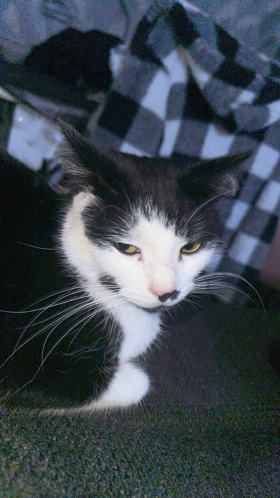 Symba participe au concours pour gagner de l'argent avec cette photo : carnivore, cat, domestic_short_haired_cat, eye, felidae, fur, grass, hair, leg, pattern, paw, plaid, plant, small_to_medium_sized_cats, snout, tail, tartan, tree, whiskers, window