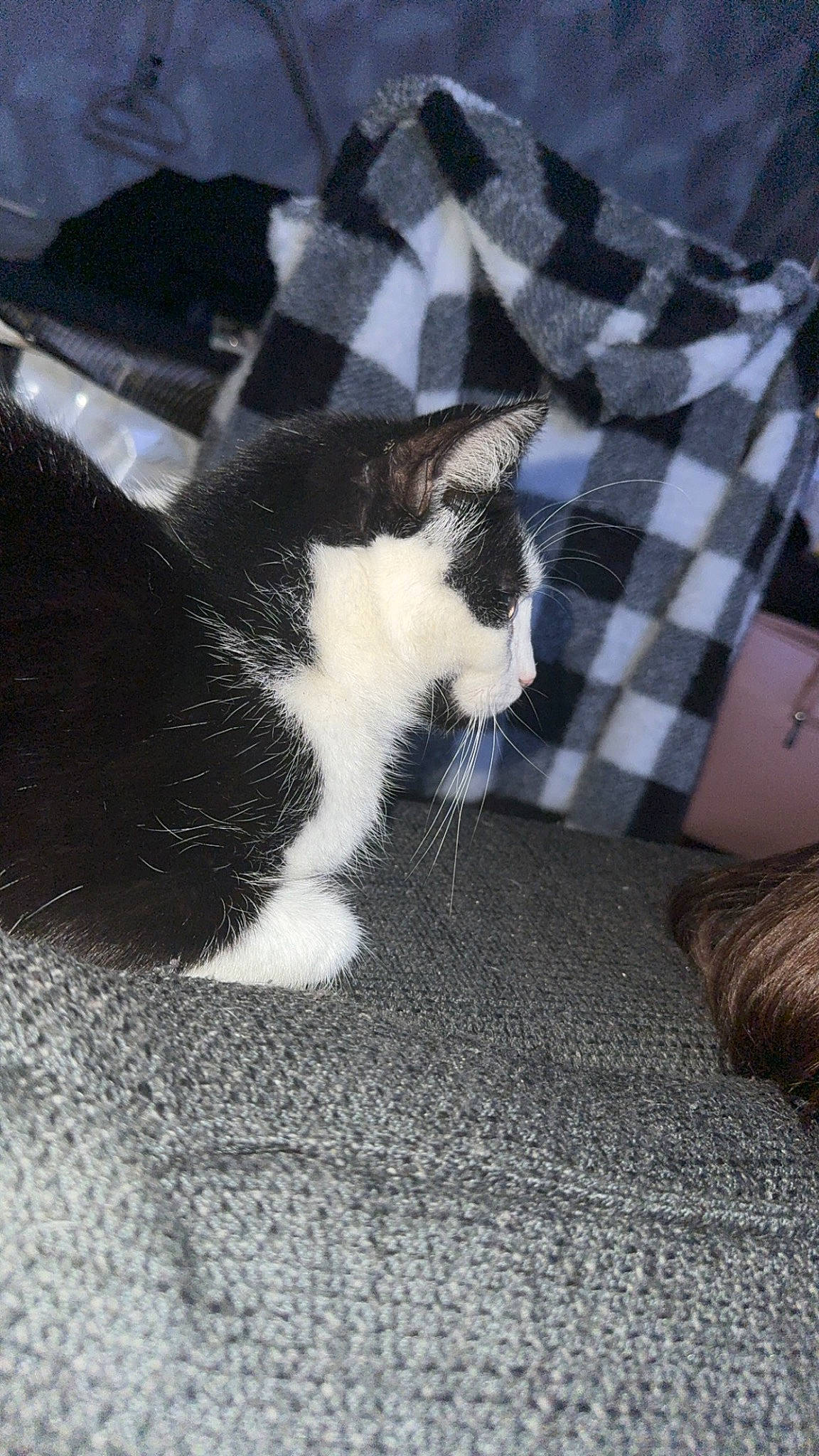 Symba a rejoint le concours — aidez-le/la à gagner de superbes lots ! carnivore, cat, comfort, domestic_short_haired_cat, felidae, flooring, foot, fur, grass, grey, human_leg, linens, paw, plaid, small_to_medium_sized_cats, snout, tail, tartan, whiskers, wood