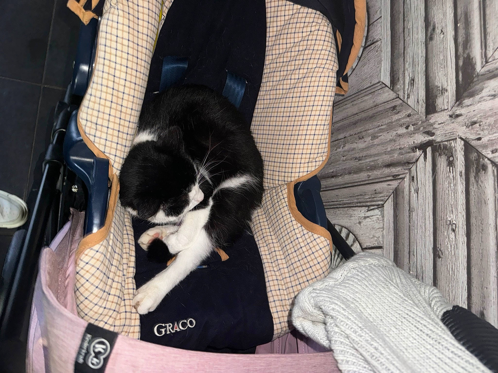 Symba participe au concours pour gagner de l'argent avec cette photo : bag, canidae, carnivore, cat, chair, comfort, companion_dog, dog_breed, felidae, fur, human_leg, pattern, pet_supply, sitting, small_to_medium_sized_cats, sporting_group, tail, thigh, whiskers, wood