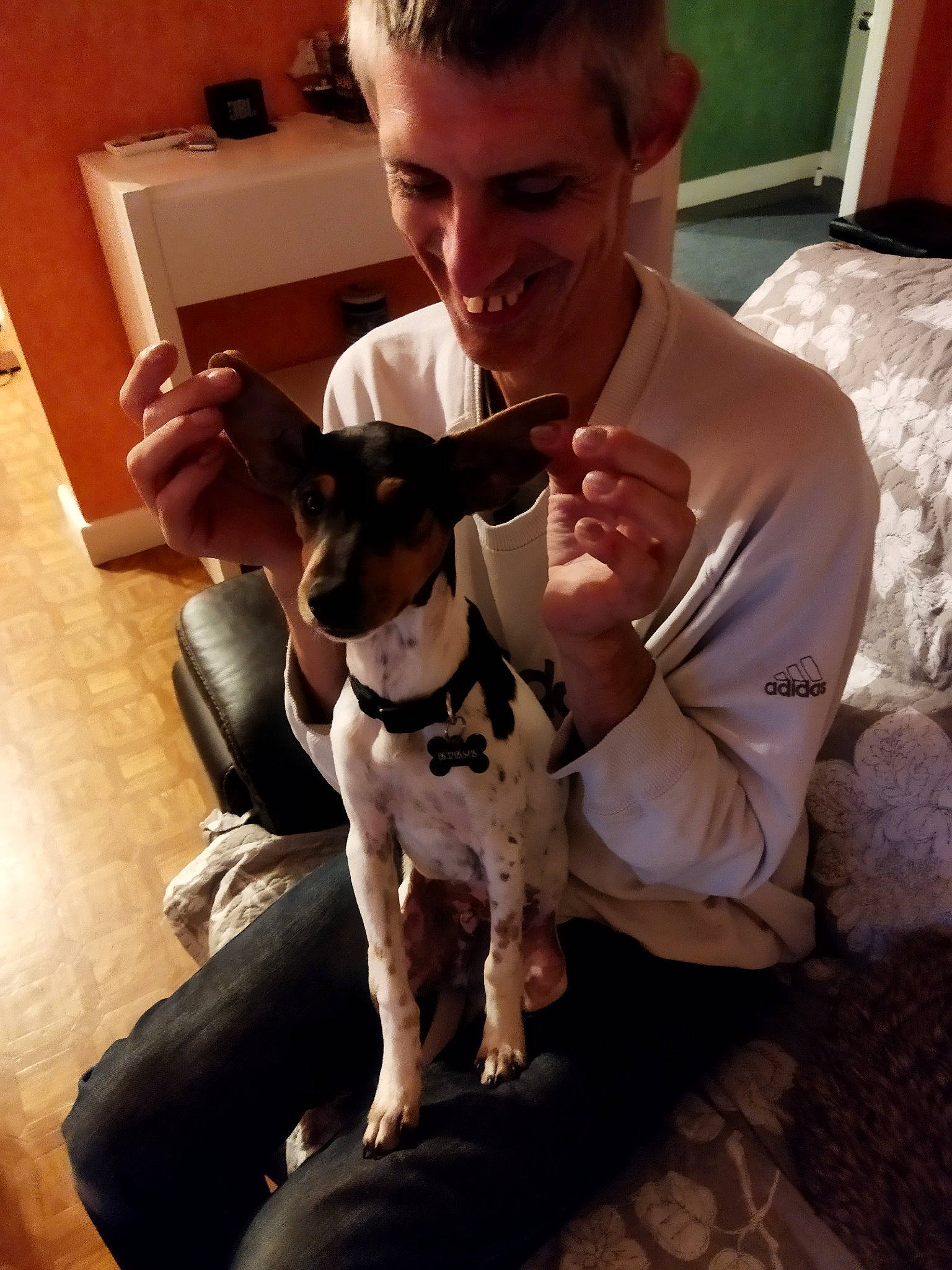 Taco participe au concours pour gagner de l'argent avec cette photo : canidae, carnivore, collar, comfort, companion_dog, dog, dog_breed, dog_collar, ear, fawn, formal_wear, fur, lamp, puppy_love, smile, snout, sporting_group, terrier, toy_dog, working_animal