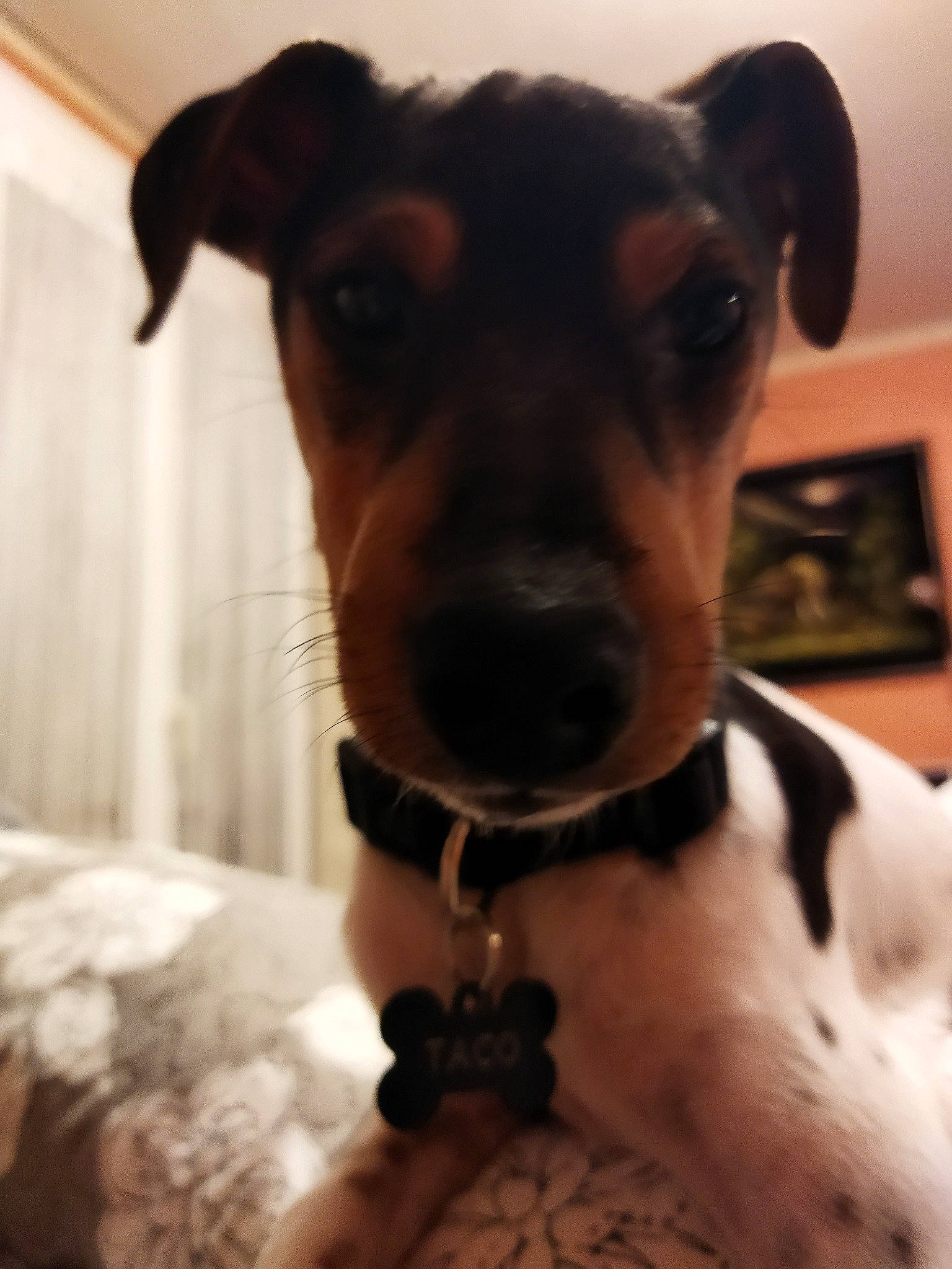 Taco participe au concours pour gagner de l'argent avec cette photo : canidae, carnivore, collar, companion_dog, dog, dog_breed, dog_collar, dog_supply, ear, fawn, fur, jewellery, pet_supply, puppy, snout, sporting_group, toy_dog, whiskers, working_animal, working_dog