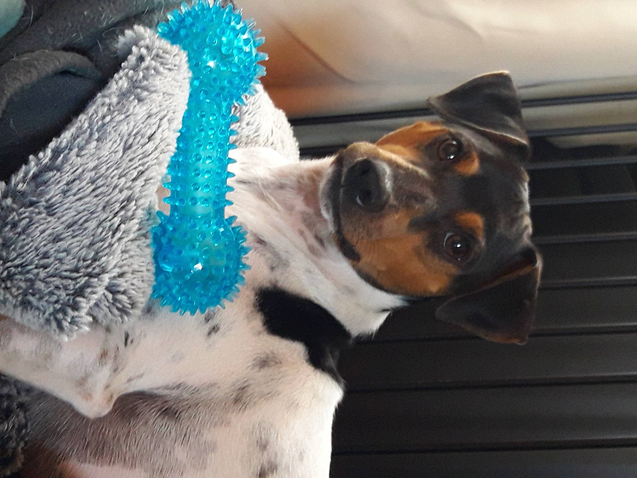 Taco participe au concours pour gagner de l'argent avec cette photo : canidae, carnivore, collar, companion_dog, dog, dog_breed, dog_clothes, dog_collar, dog_supply, ear, electric_blue, fawn, fur, guard_dog, leash, snout, sporting_group, whiskers, window, working_animal