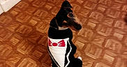 Taco a rejoint le concours — aidez-le/la à gagner de superbes lots ! active_pants, carmine, carnivore, companion_dog, dog_breed, dog_supply, floor, flooring, foot, hardwood, human_leg, knee, laminate_flooring, room, sportswear, sweatpant, thigh, wood, wood_flooring, wood_stain