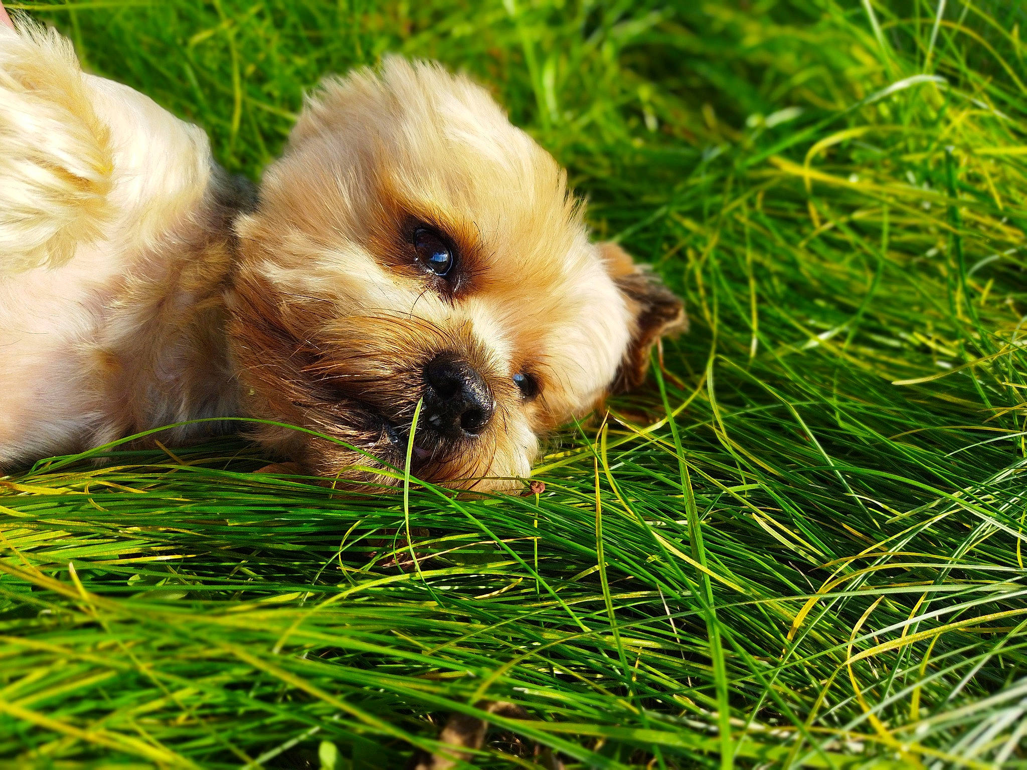 Frisbee participe au concours pour gagner de l'argent avec cette photo : art, canidae, carnivore, companion_dog, dog, dog_breed, fawn, fur, german_spitz_klein, grass, grassland, plant, snout, sporting_group, terrestrial_animal, toy_dog, whiskers, wildlife