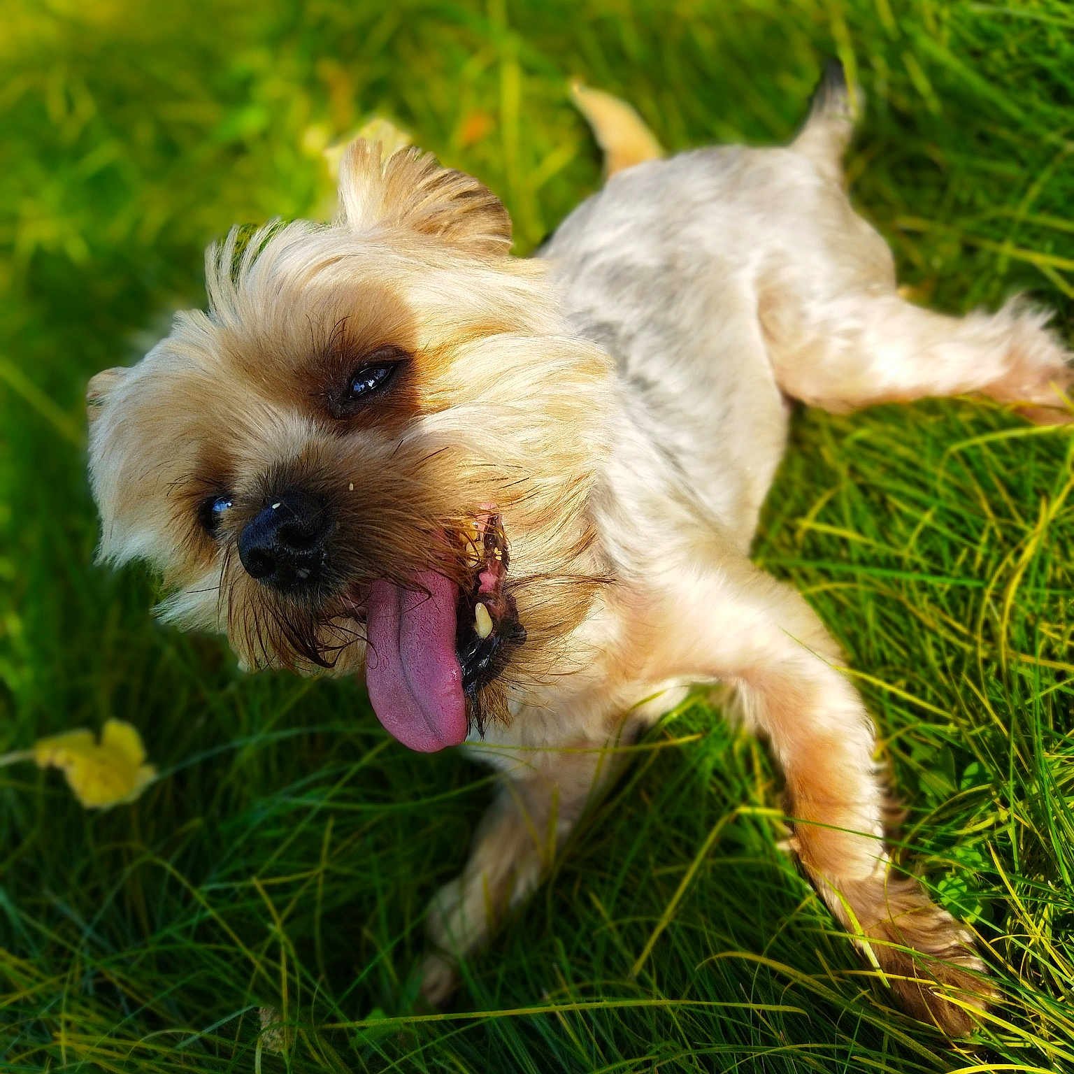 Frisbee