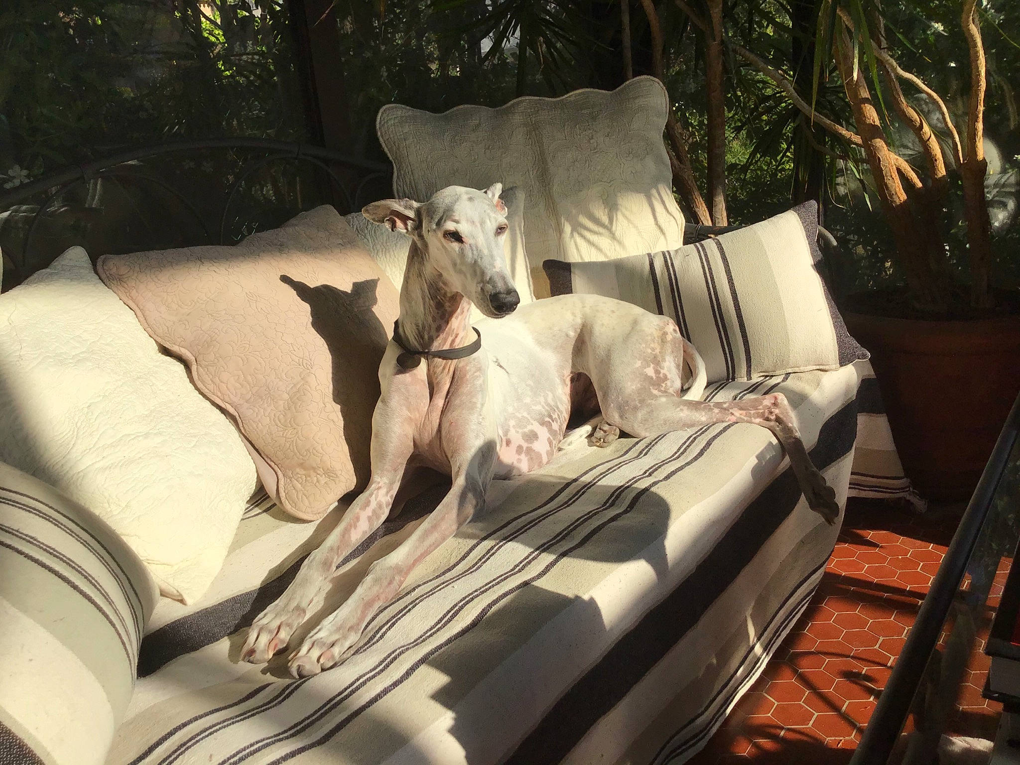 Parry a rejoint le concours — aidez-le/la à gagner de superbes lots ! carnivore, comfort, companion_dog, couch, dog, dog_breed, fawn, felidae, grass, grey, hardwood, interior_design, leisure, linens, living_room, outdoor_furniture, pillow, plant, textile, wood