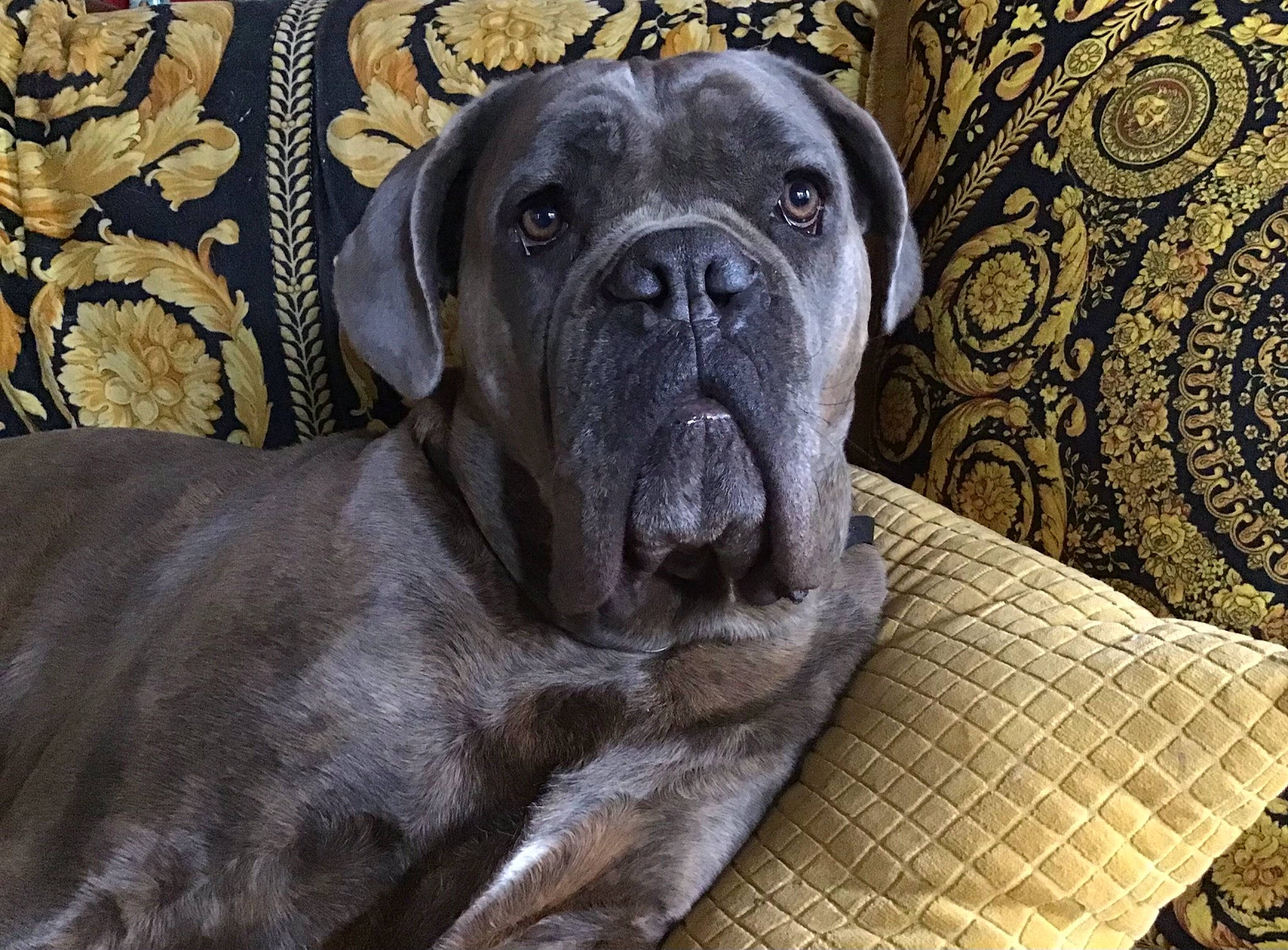 Orca a rejoint le concours — aidez-le/la à gagner de superbes lots ! ancient_dog_breeds, bored, canidae, carnivore, comfort, companion_dog, dog, dog_breed, fawn, guard_dog, molosser, non_sporting_group, old_english_bulldog, snout, sporting_group, terrestrial_animal, whiskers, working_animal, working_dog, wrinkle