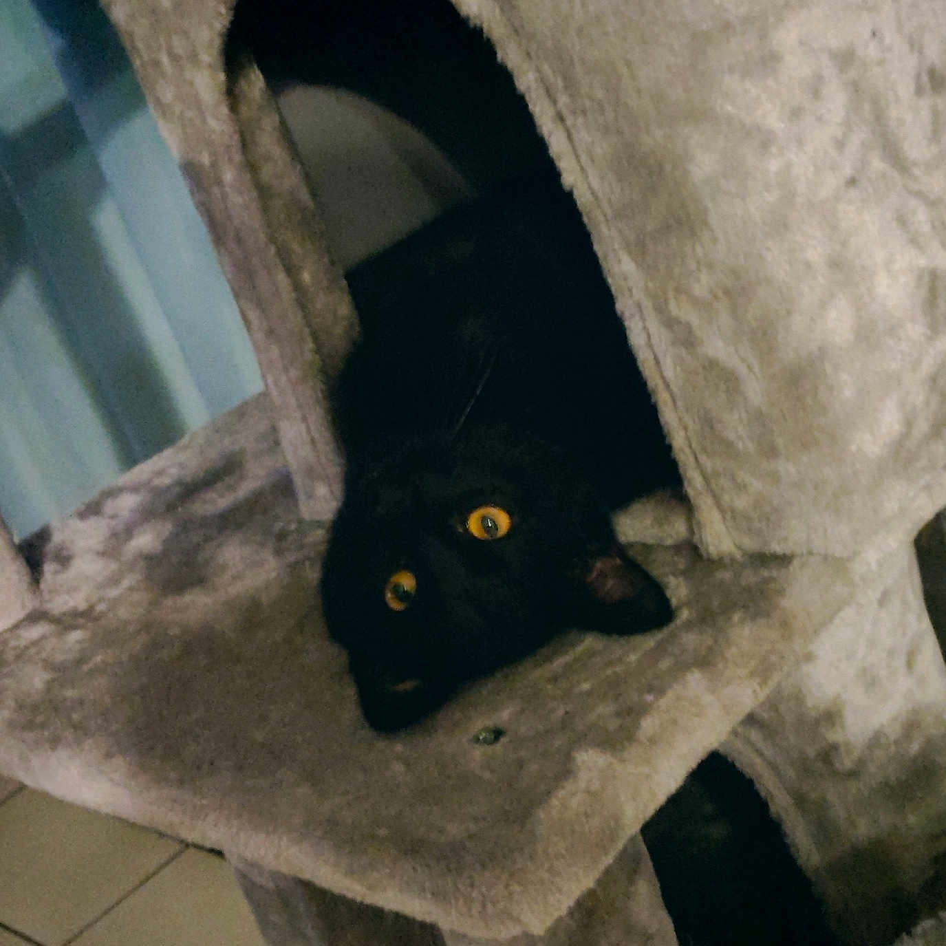 Venom a rejoint le concours — aidez-le/la à gagner de superbes lots ! abyssinian, animal, blackcat, cat, den, doghouse, indoors, kennel, kitten, manx, pet