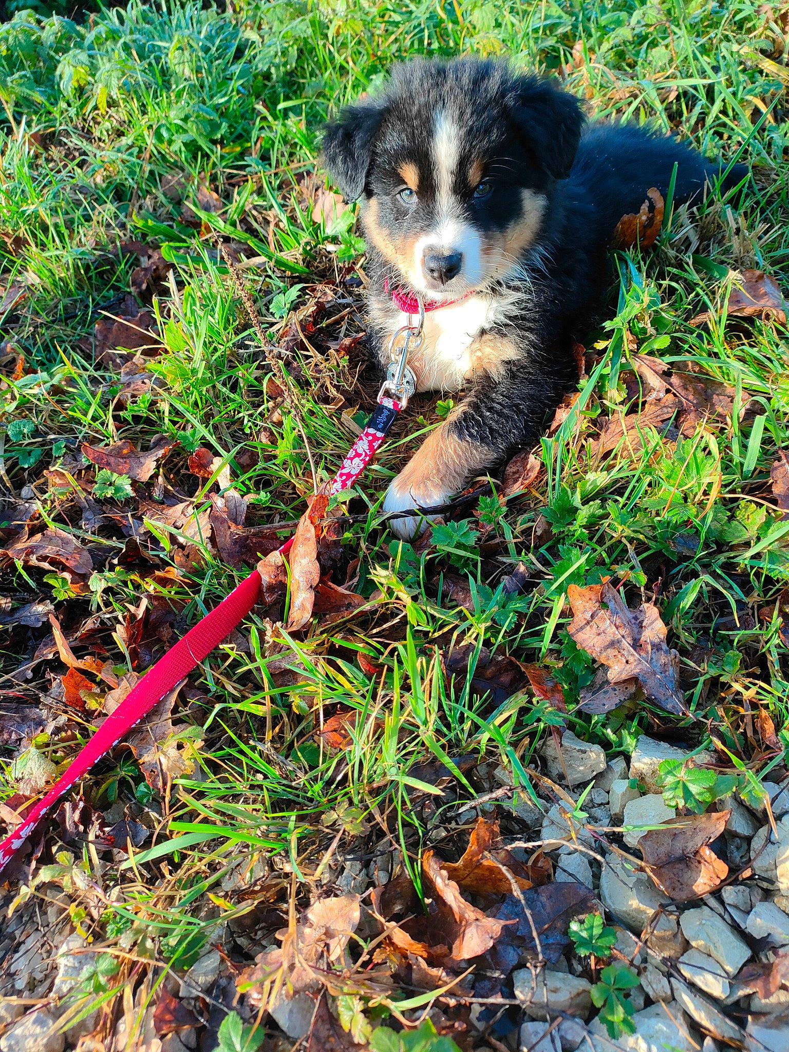 Charlie a rejoint le concours — aidez-le/la à gagner de superbes lots ! canidae, carnivore, companion_dog, dog, dog_breed, grass, groundcover, jungle, leaf, liver, people_in_nature, plant, rainforest, snout, soil, sporting_group, terrestrial_animal, terrestrial_plant, toy_dog, working_animal