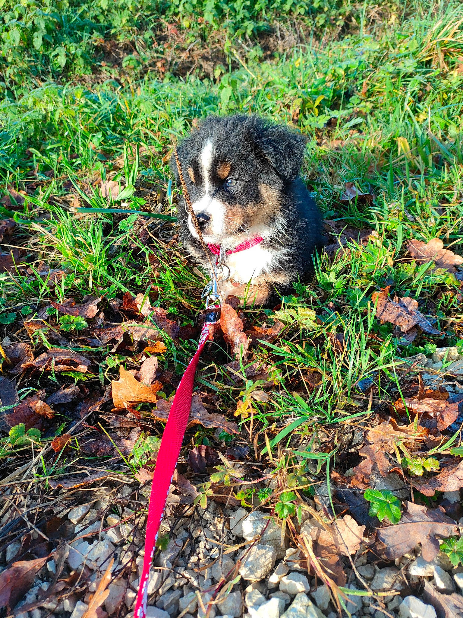 Charlie a rejoint le concours — aidez-le/la à gagner de superbes lots ! canidae, carnivore, companion_dog, dog, dog_breed, dog_supply, grass, groundcover, herding_dog, jungle, people_in_nature, plant, puppy, snout, soil, sporting_group, terrestrial_animal, terrestrial_plant, toy_dog, working_dog