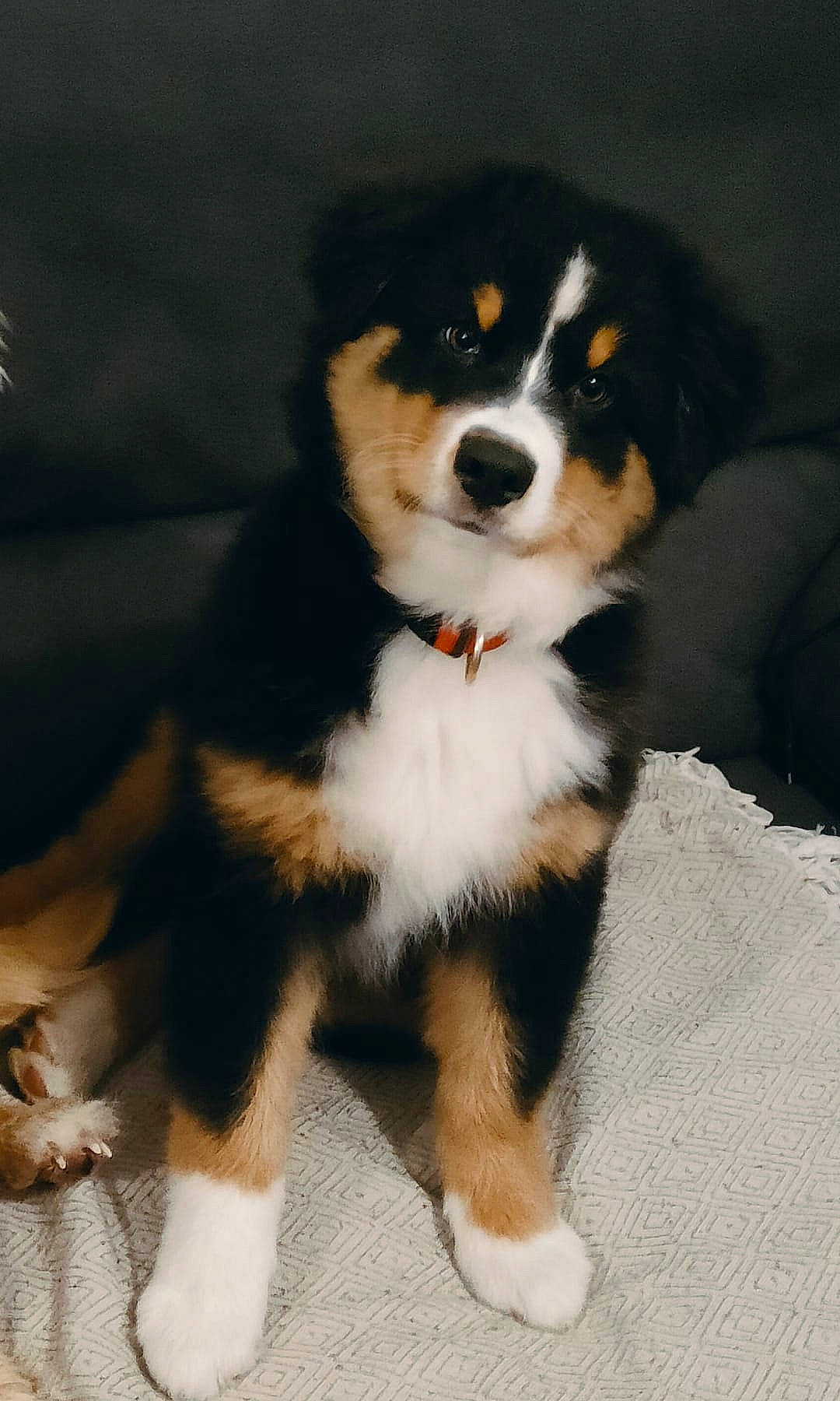 Charlie a rejoint le concours — aidez-le/la à gagner de superbes lots ! bernese_mountain_dog, bored, canidae, carnivore, companion_dog, dog, dog_breed, fur, herding_dog, snout, sporting_group, tail, terrestrial_animal, whiskers, working_animal, working_dog