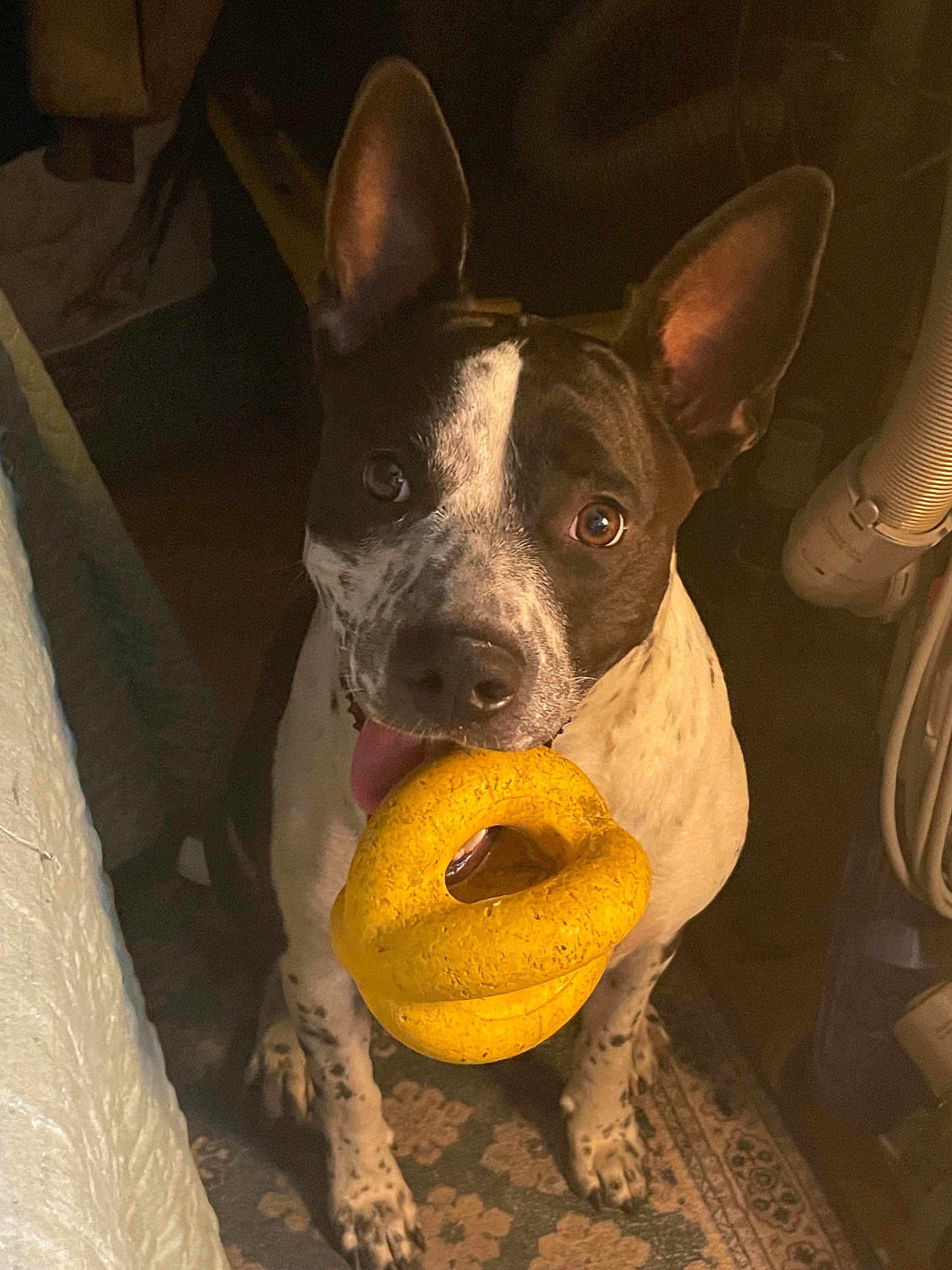 Leila