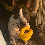 Leila joined the competition — help win amazing prizes! animal, carpet, curious, cute, dog, domestic, ears, ears_up, floor, home, indoor, looking_up, mammal, mouth, pet, playful, sitting, spotted_coat, toy, yellow_toy