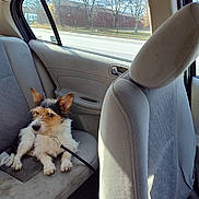 Frodo joined the competition — help win amazing prizes! dog, pet, car_interior, back_seat, leash, window, road, trees, daylight, curious, fur, animal, sitting, vehicle, seat, resting, side_view, leash_clip, domestic_animal, canine