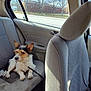 dog, pet, car_interior, back_seat, leash, window, road, trees, daylight, curious, fur, animal, sitting, vehicle, seat, resting, side_view, leash_clip, domestic_animal, canine