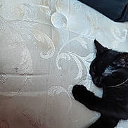 Charlie joined the competition — help win amazing prizes! black_cat, sleeping, mattress, paw, indoor, resting, feline, pet, animal, patterned_fabric, close_up, cozy, relaxed, soft_texture, quiet, domestic_cat, whiskers, fur, claw, home