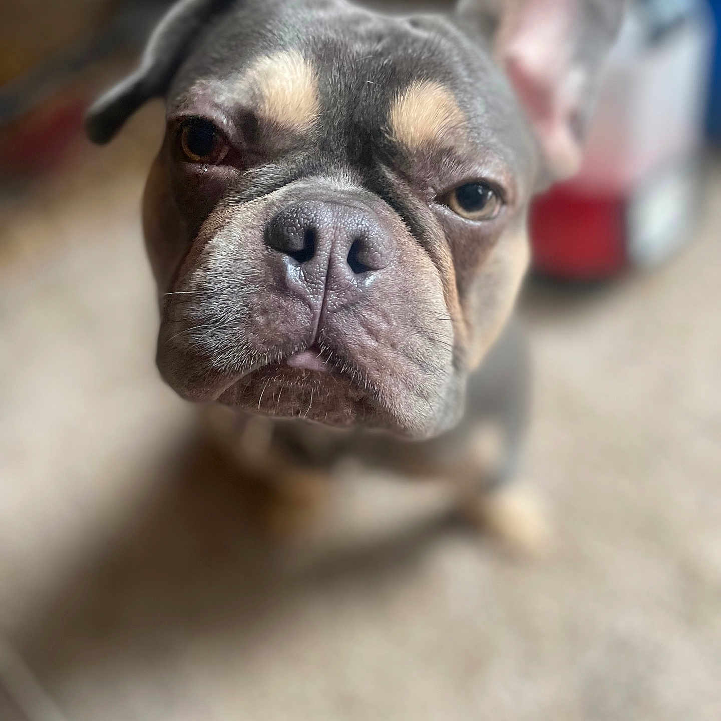 Spike Tyson joined the competition — help win amazing prizes! animal, boxer, bulldog, canine, dog, frenchbulldog, pet, pitbull, puppy, snout