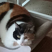 Laine Mae is registered to the contest to win money with this photo: animal, black, calico_cat, cat, closeup, feline, fur, head, indoor, lounging, orange, paw, pet, relaxed, resting, scratcher, sleepy, whiskers, white, yellow_eyes