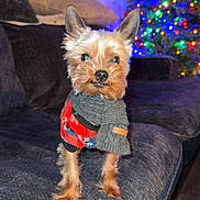 Jax joined the competition — help win amazing prizes! dog, small_dog, yorkshire_terrier, pet_clothing, scarf, couch, living_room, christmas_tree, holiday_lights, clock, wood_floor, cozy, indoor, furniture, decor, canine, fur, ears, cute, holiday