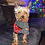 dog, small_dog, yorkshire_terrier, pet_clothing, scarf, couch, living_room, christmas_tree, holiday_lights, clock, wood_floor, cozy, indoor, furniture, decor, canine, fur, ears, cute, holiday