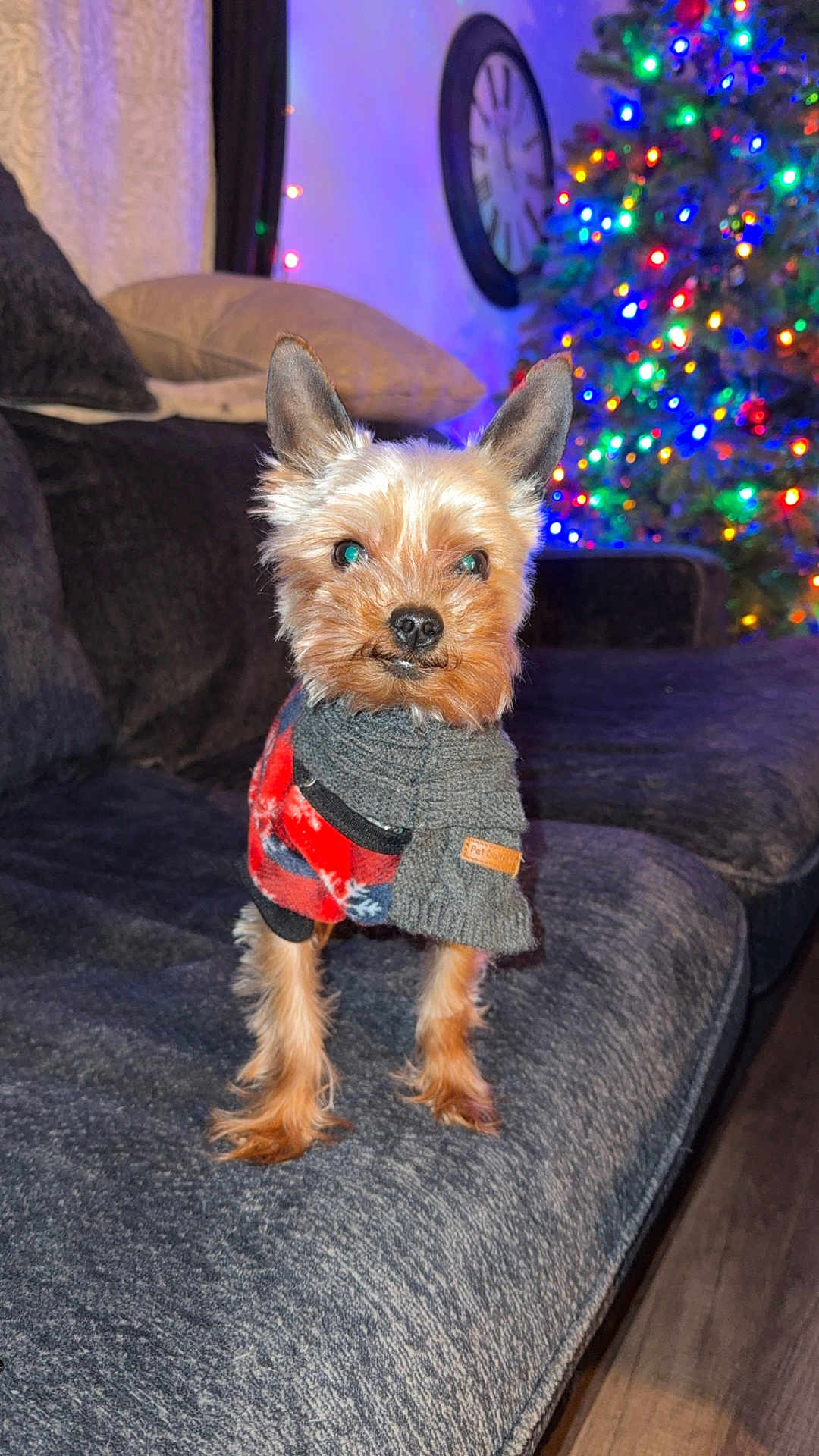 Jax joined the competition — help win amazing prizes! dog, small_dog, yorkshire_terrier, pet_clothing, scarf, couch, living_room, christmas_tree, holiday_lights, clock, wood_floor, cozy, indoor, furniture, decor, canine, fur, ears, cute, holiday