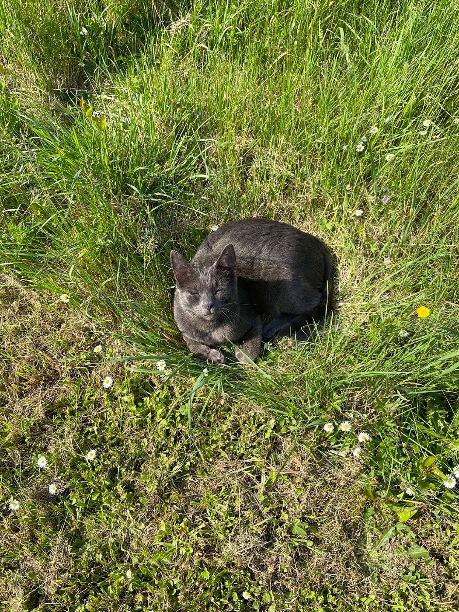 Trivette participe au concours pour gagner de l'argent avec cette photo : carnivore, cat, felidae, flower, fur, grass, grass_family, grassland, groundcover, herbaceous_plant, natural_landscape, plant, shrub, shrubland, small_to_medium_sized_cats, soil, subshrub, tail, terrestrial_animal, whiskers