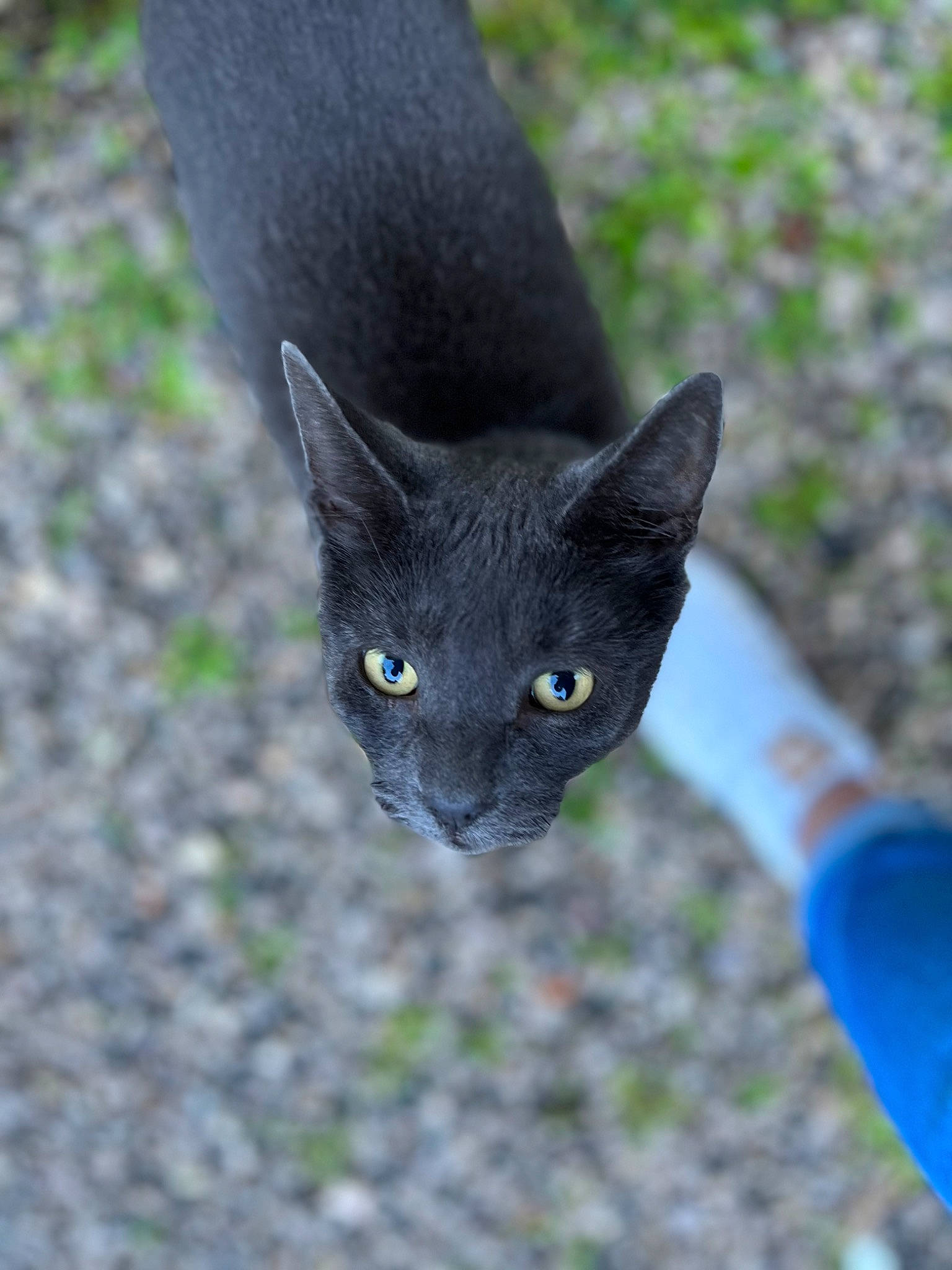 Trivette participe au concours pour gagner de l'argent avec cette photo : black_cat, carnivore, cat, domestic_short_haired_cat, electric_blue, felidae, fur, grass, plant, small_to_medium_sized_cats, snout, soil, tail, terrestrial_animal, tree, whiskers, wildlife
