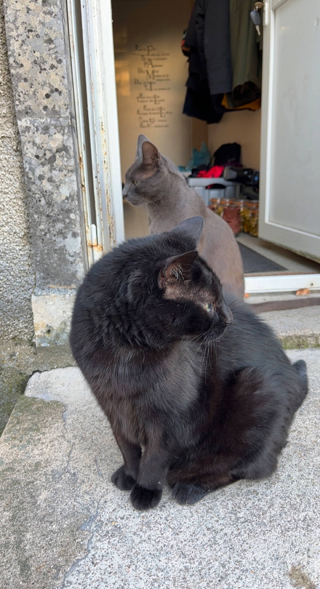 Trivette a rejoint le concours — aidez-le/la à gagner de superbes lots ! black_cat, carnivore, cat, comfort, domestic_short_haired_cat, door, felidae, fur, grey, russian_blue, small_to_medium_sized_cats, snout, tail, terrestrial_animal, whiskers