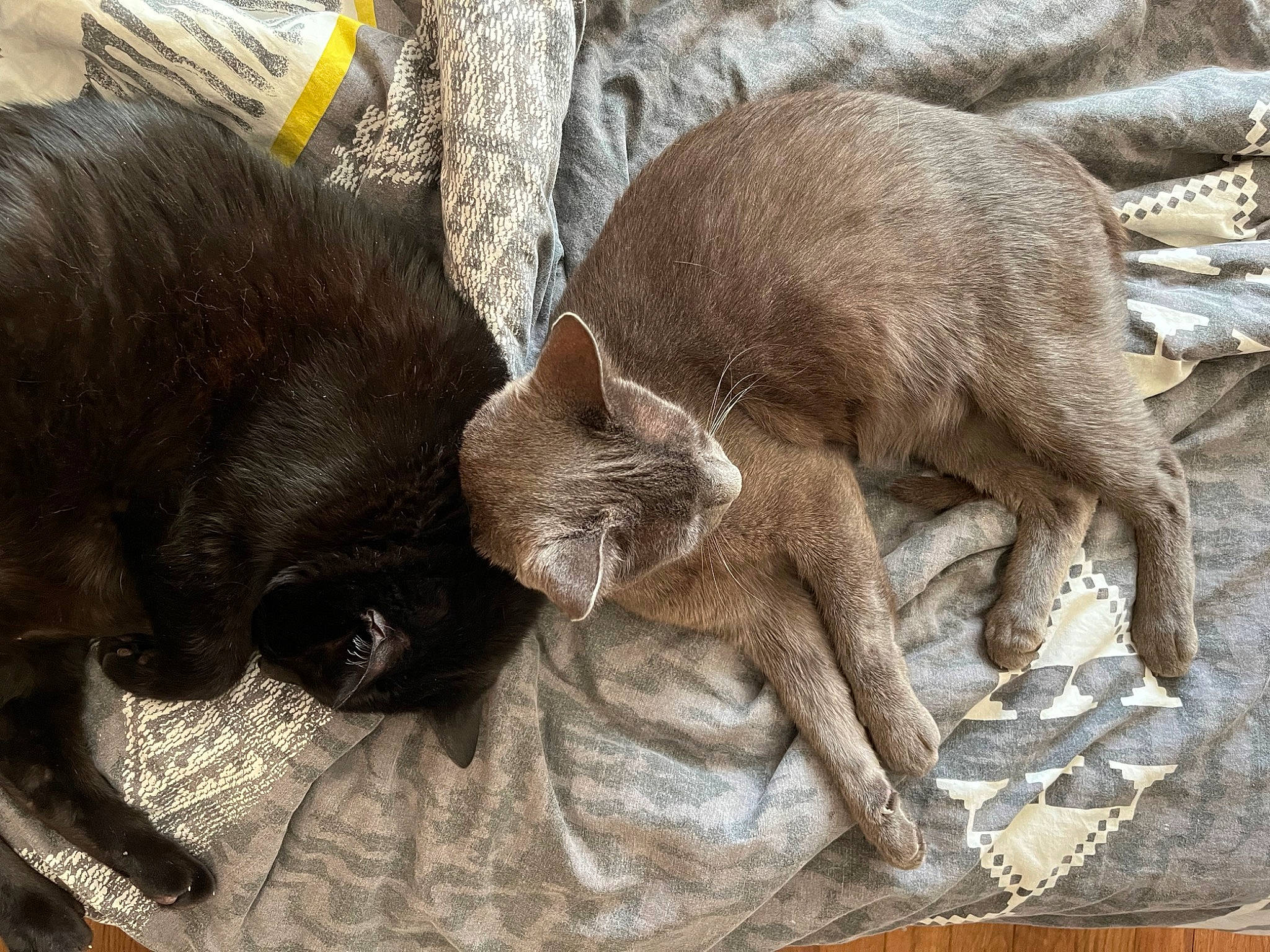 Trivette participe au concours pour gagner de l'argent avec cette photo : carnivore, cat, claw, comfort, domestic_short_haired_cat, fawn, felidae, fur, nap, paw, small_to_medium_sized_cats, tail, terrestrial_animal, whiskers, wildlife