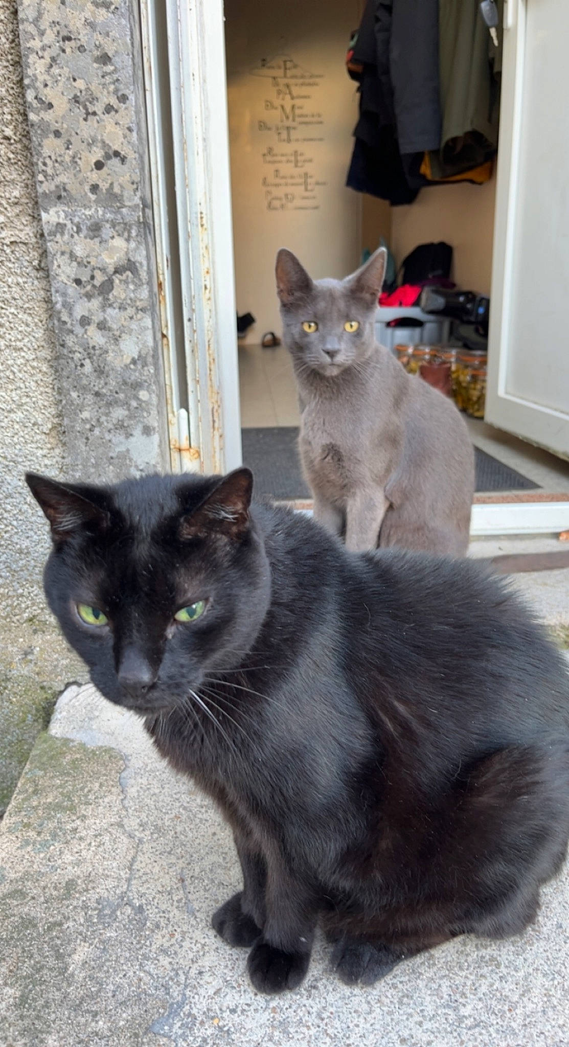 Trivette participe au concours pour gagner de l'argent avec cette photo : blue, carnivore, cat, cat_supply, domestic_short_haired_cat, door, felidae, fixture, fur, grey, mammal, russian_blue, small_to_medium_sized_cats, snout, tail, terrestrial_animal, vertebrate, whiskers, window