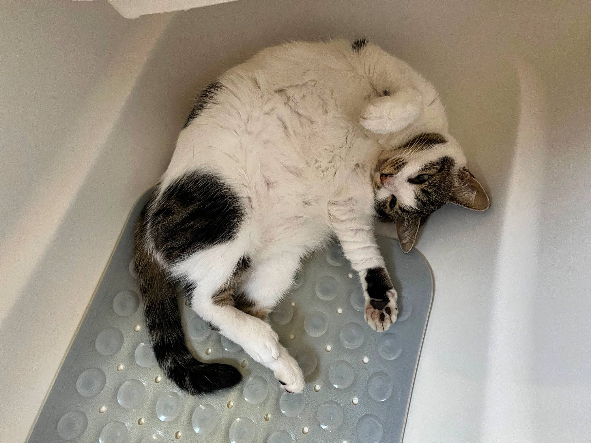 Kaya participe au concours pour gagner de l'argent avec cette photo : carnivore, cat, cat_supply, claw, comfort, domestic_short_haired_cat, felidae, fur, paw, pet_supply, small_to_medium_sized_cats, snout, tail, terrestrial_animal, whiskers