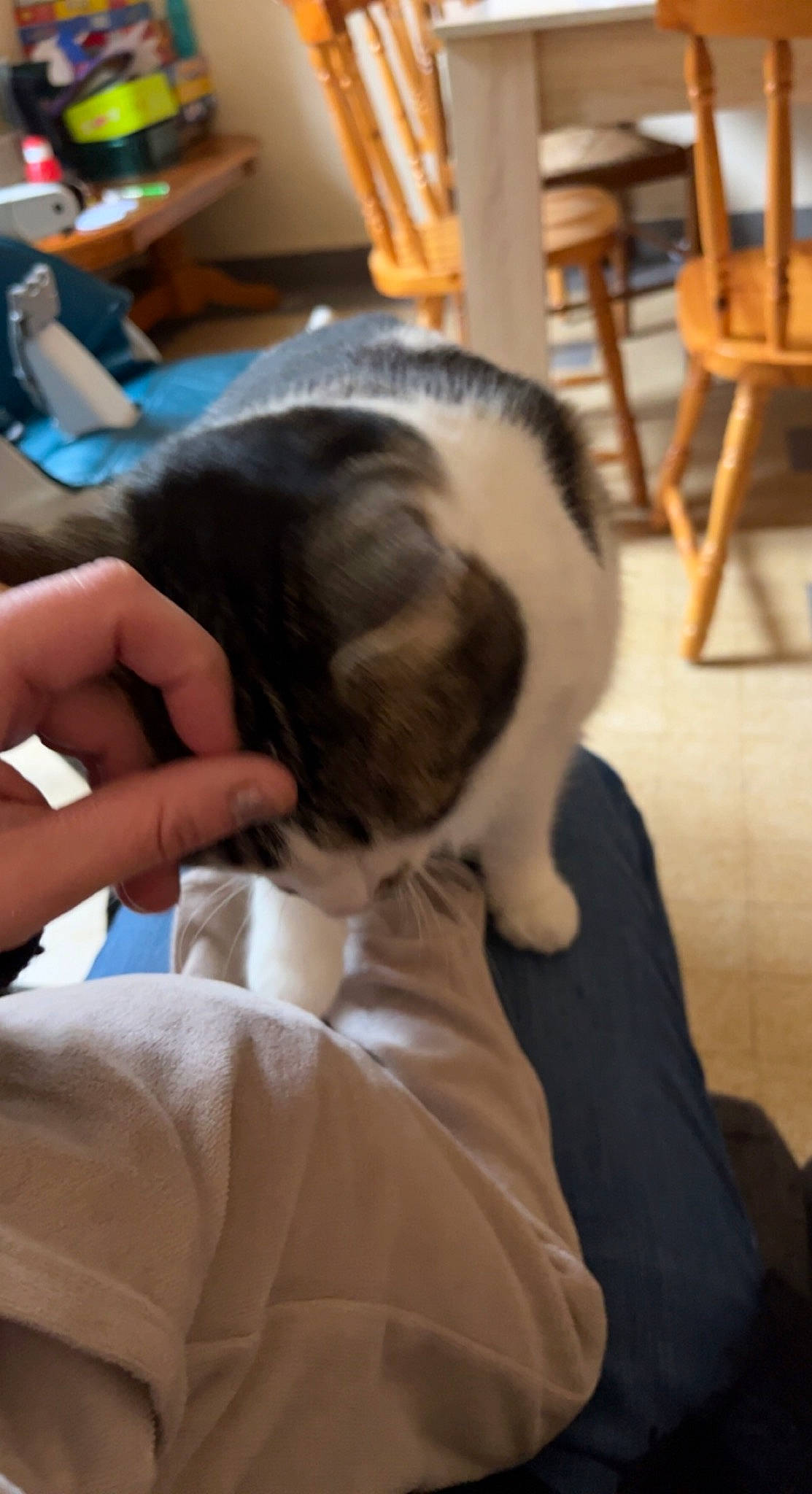 Kaya participe au concours pour gagner de l'argent avec cette photo : canidae, carnivore, comfort, companion_dog, dog_breed, domestic_short_haired_cat, ear, fawn, felidae, flooring, fur, gesture, hardwood, nap, small_to_medium_sized_cats, sporting_group, tail, whiskers, wood, wrist