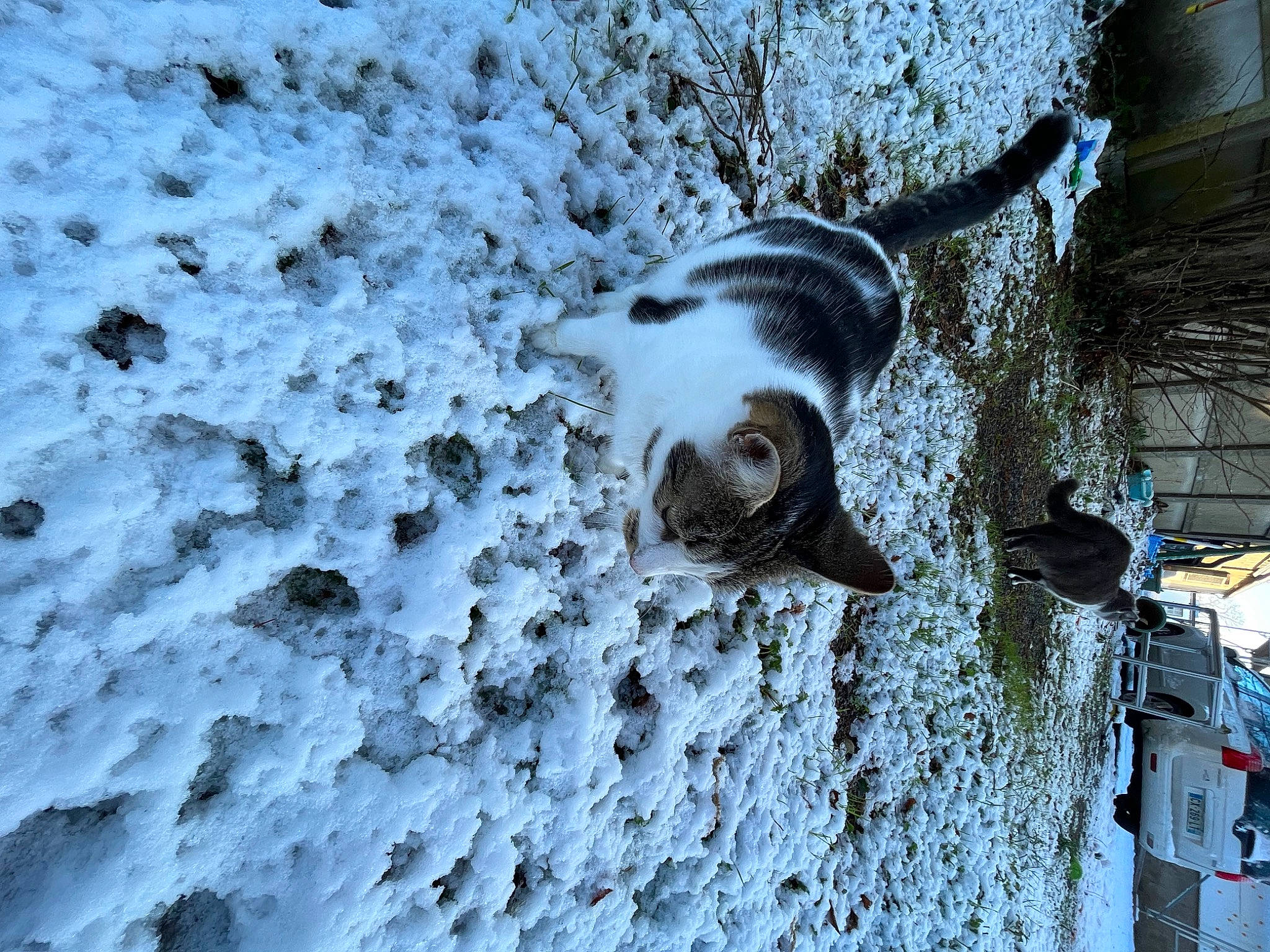 Kaya participe au concours pour gagner de l'argent avec cette photo : auto_part, automotive_lighting, automotive_tire, canidae, carnivore, cat, dog_breed, felidae, freezing, fur, monochrome, monochrome_photography, precipitation, small_to_medium_sized_cats, snow, sporting_group, tail, tree, whiskers, winter