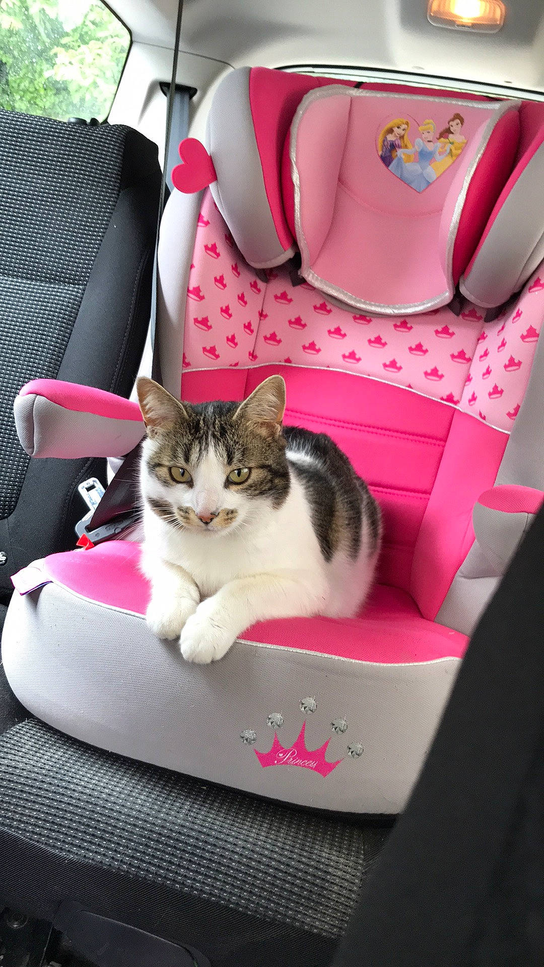 Kaya participe au concours pour gagner de l'argent avec cette photo : bag, car_seat, carnivore, cat, chair, comfort, domestic_short_haired_cat, felidae, fur, linens, magenta, paper_product, pink, plant, room, serveware, sitting, small_to_medium_sized_cats, whiskers